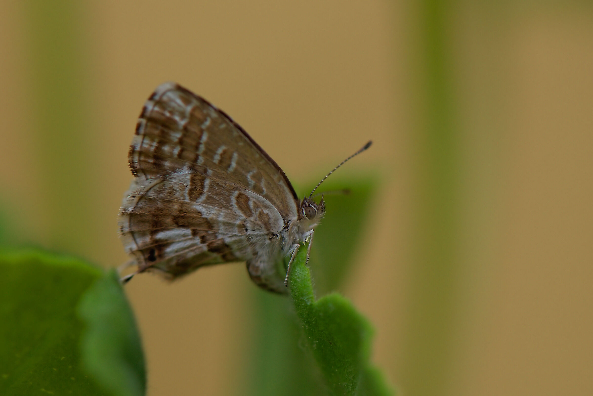 Licenidae