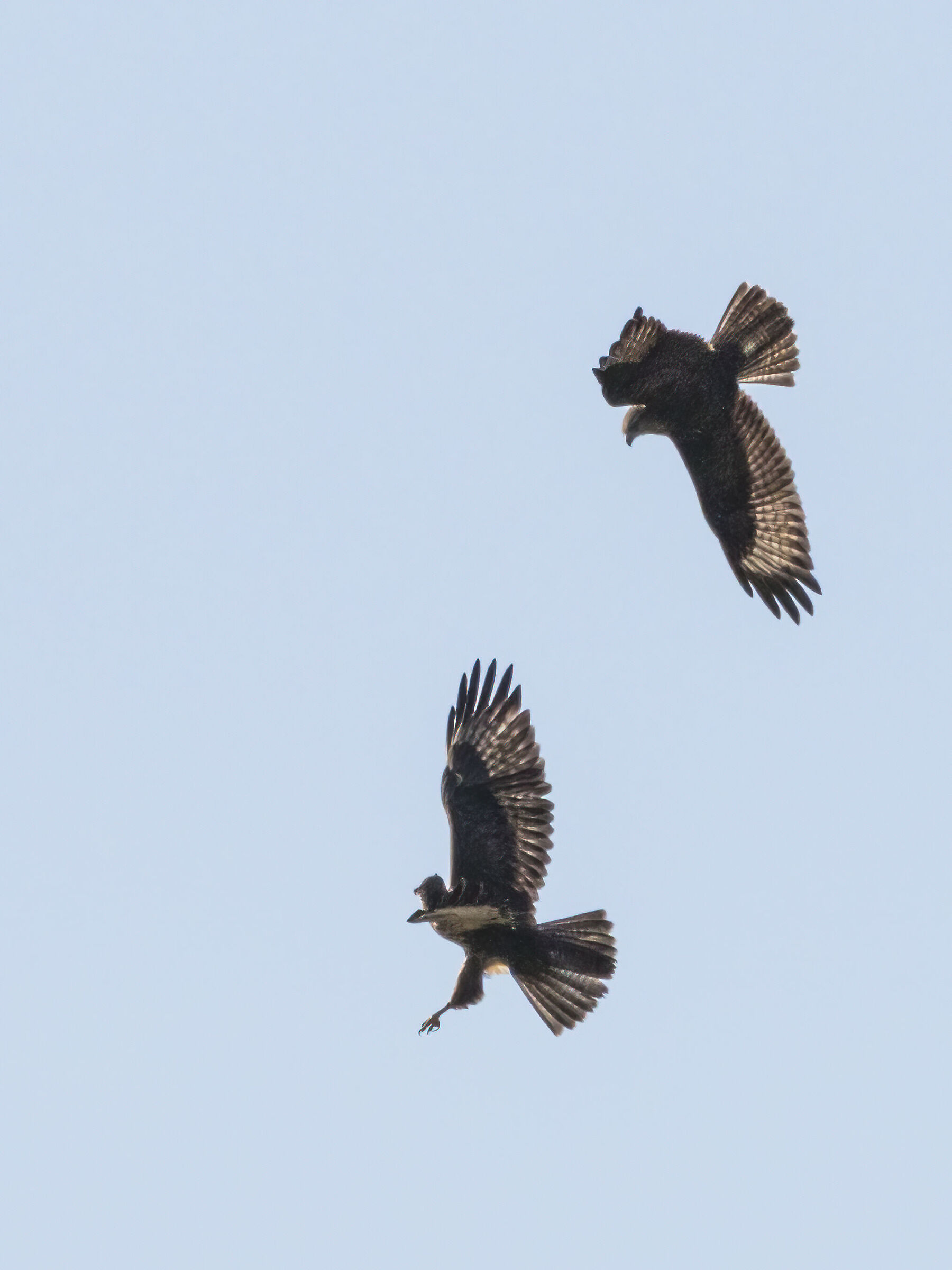 duel between buzzards