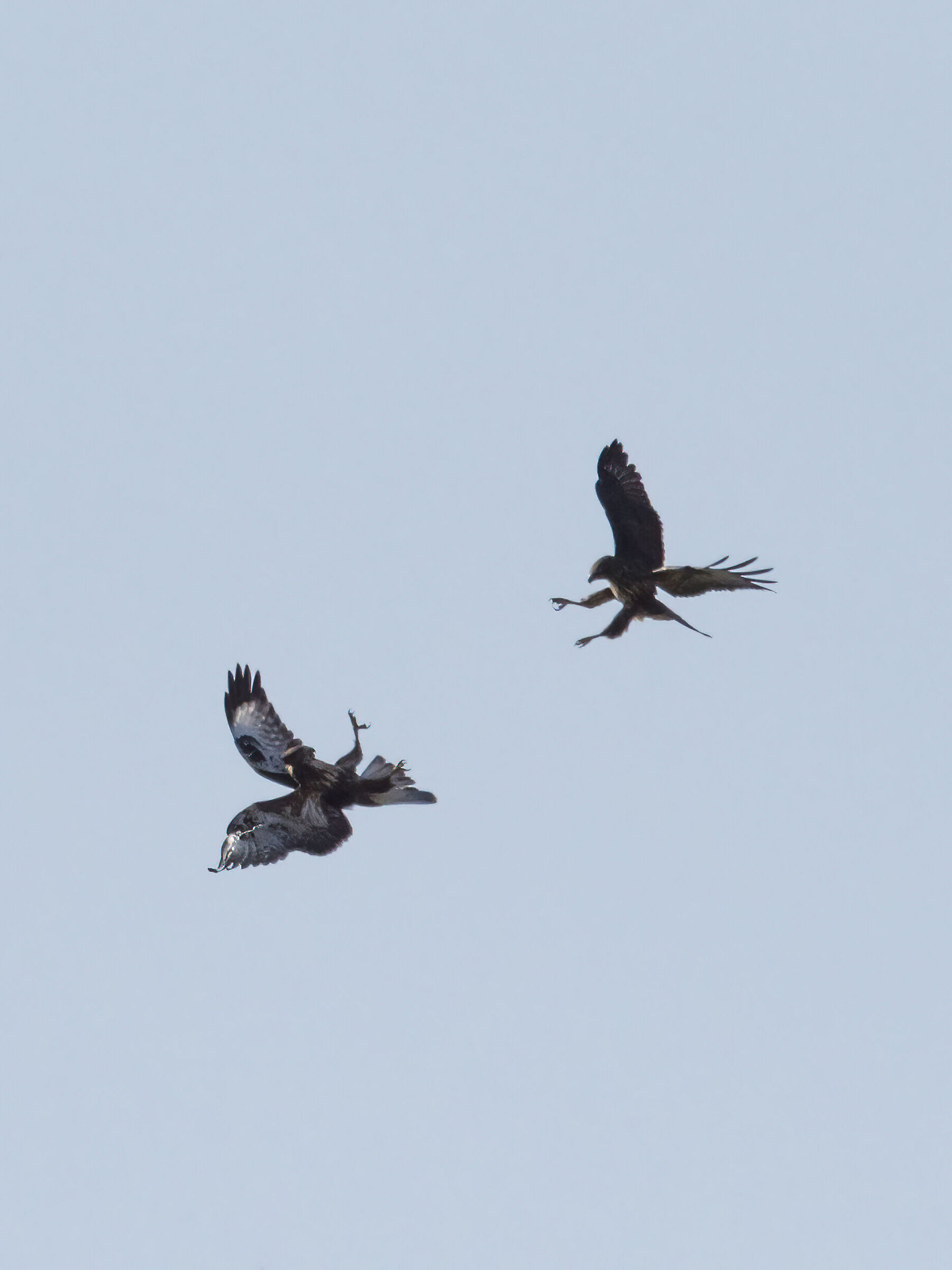 duel between buzzards