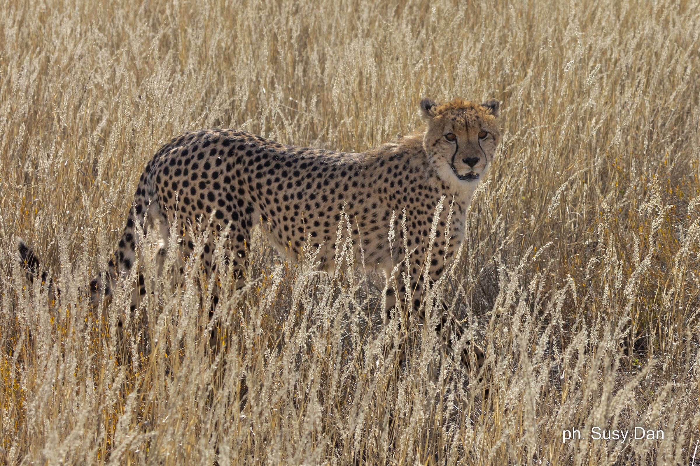 Between gold threads