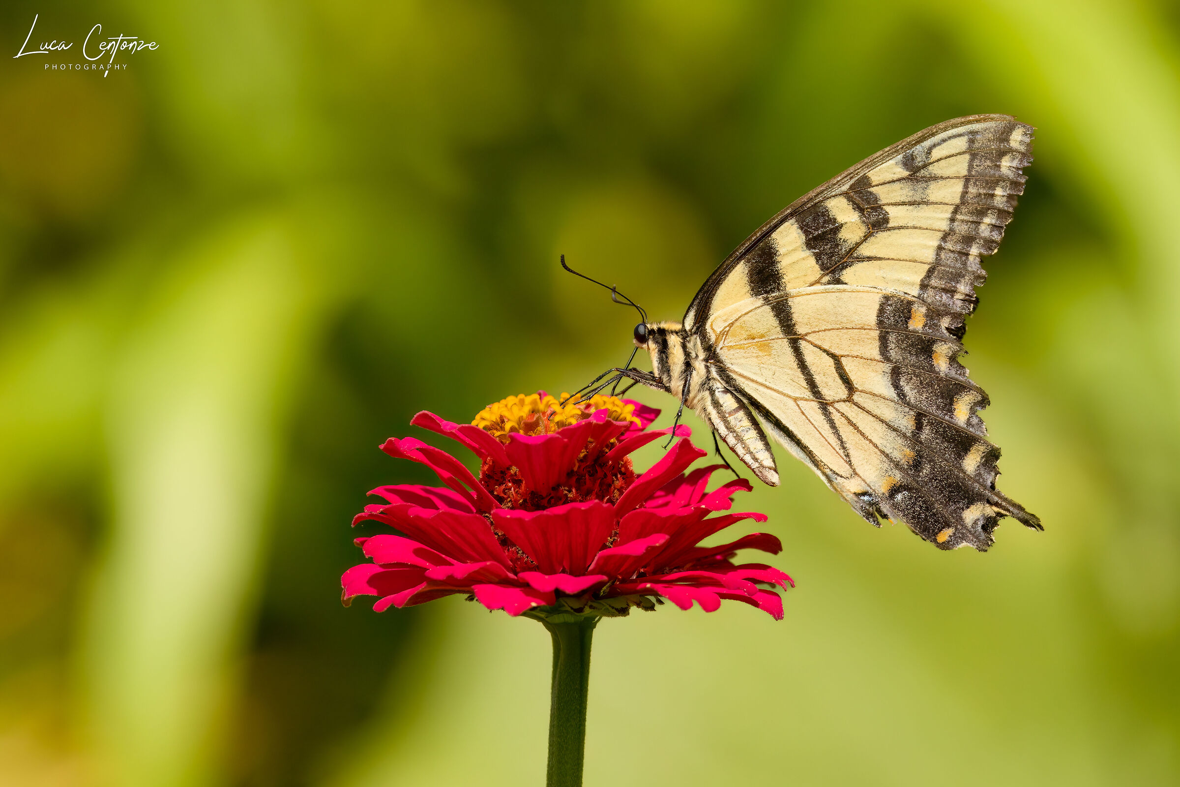 Eastern Tiger Swallowtail (Papilio glaucus)