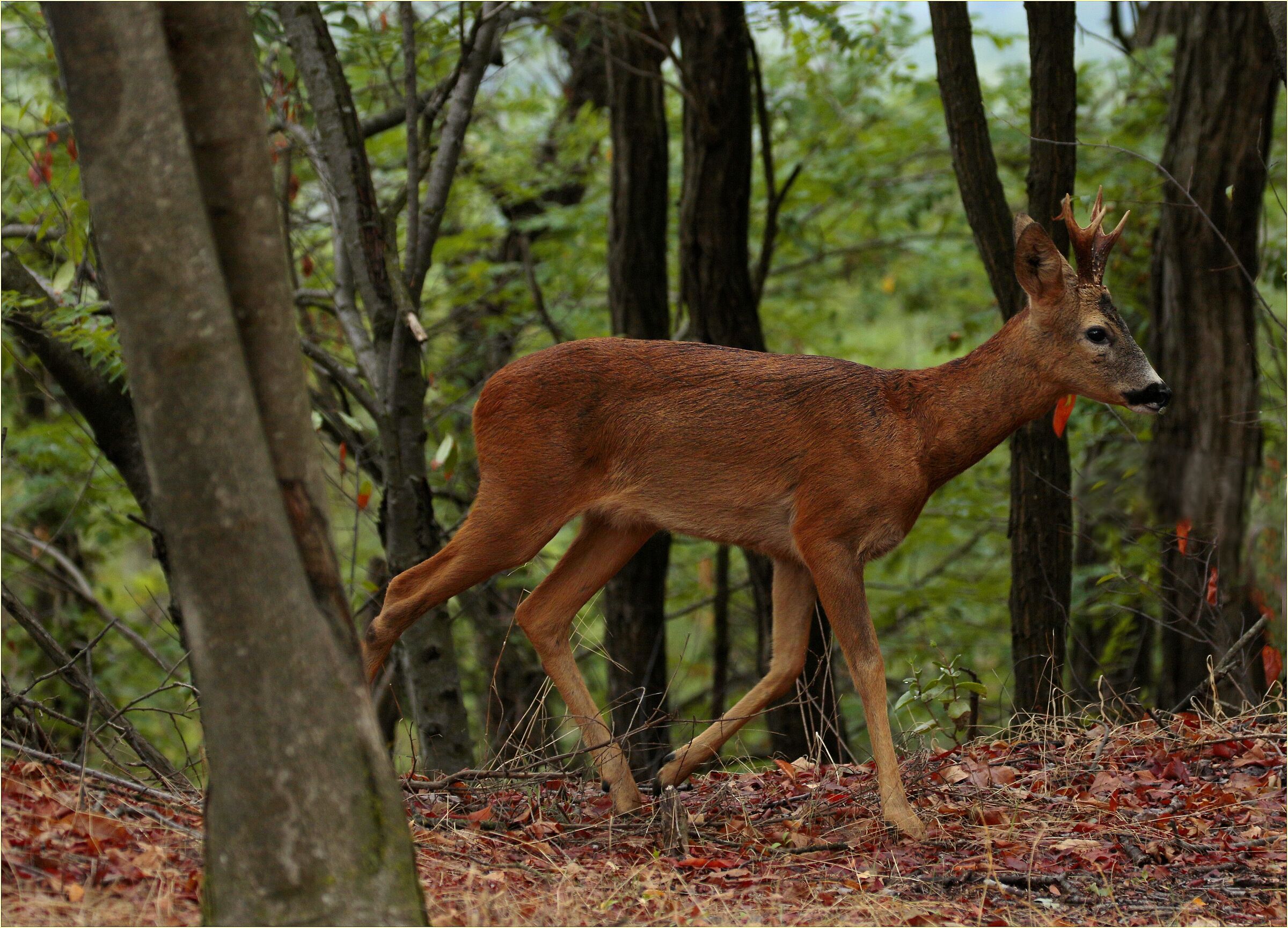 '' Capriolo , Ticino Park ''