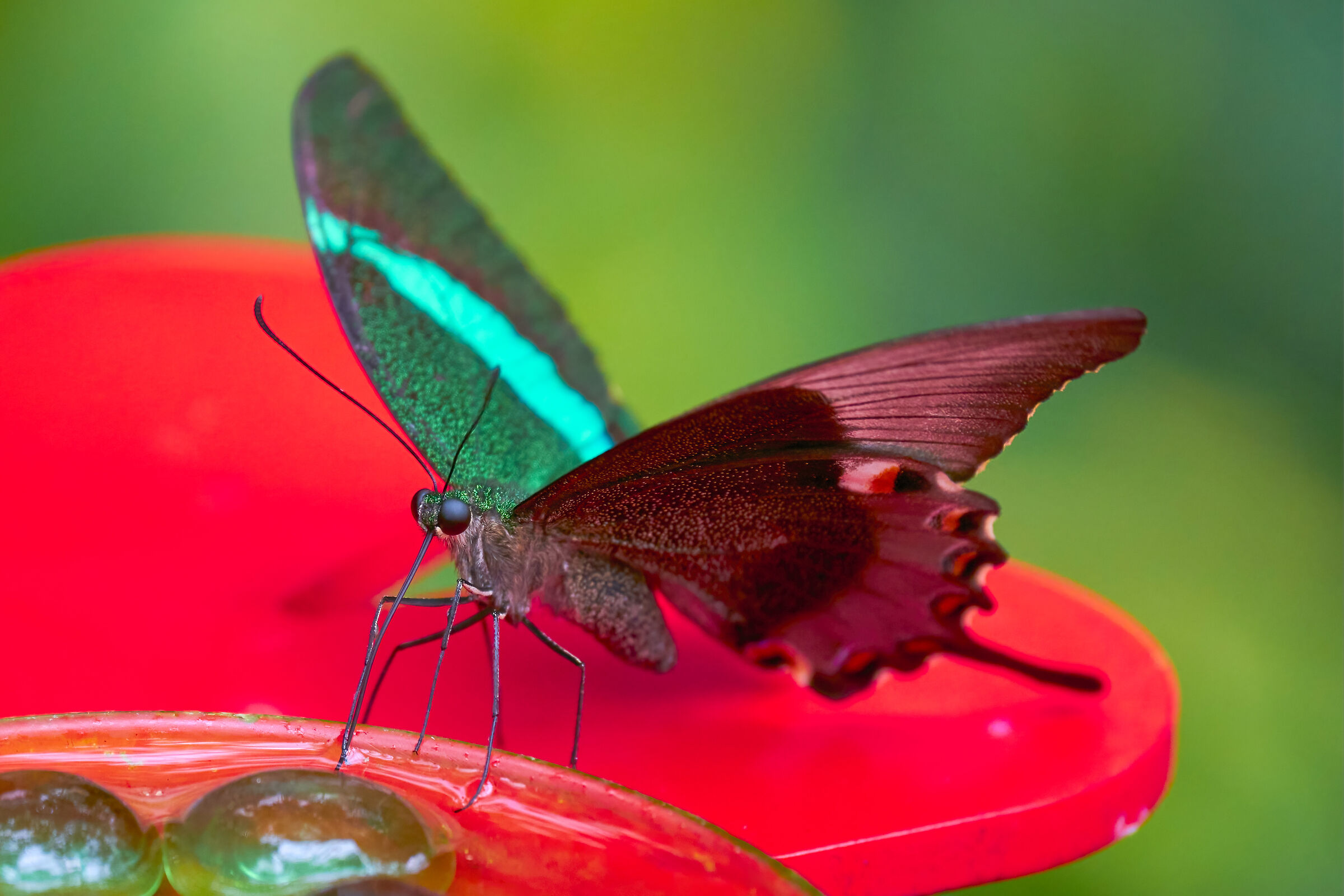 Papilio Palinurus