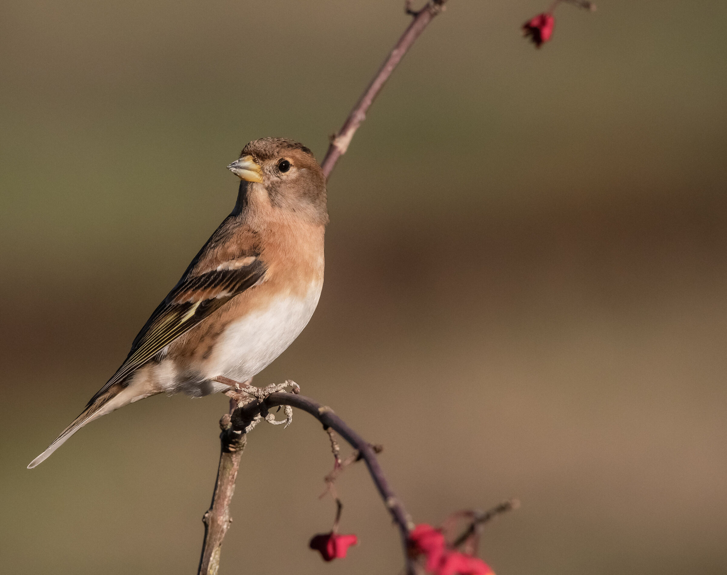 brambling