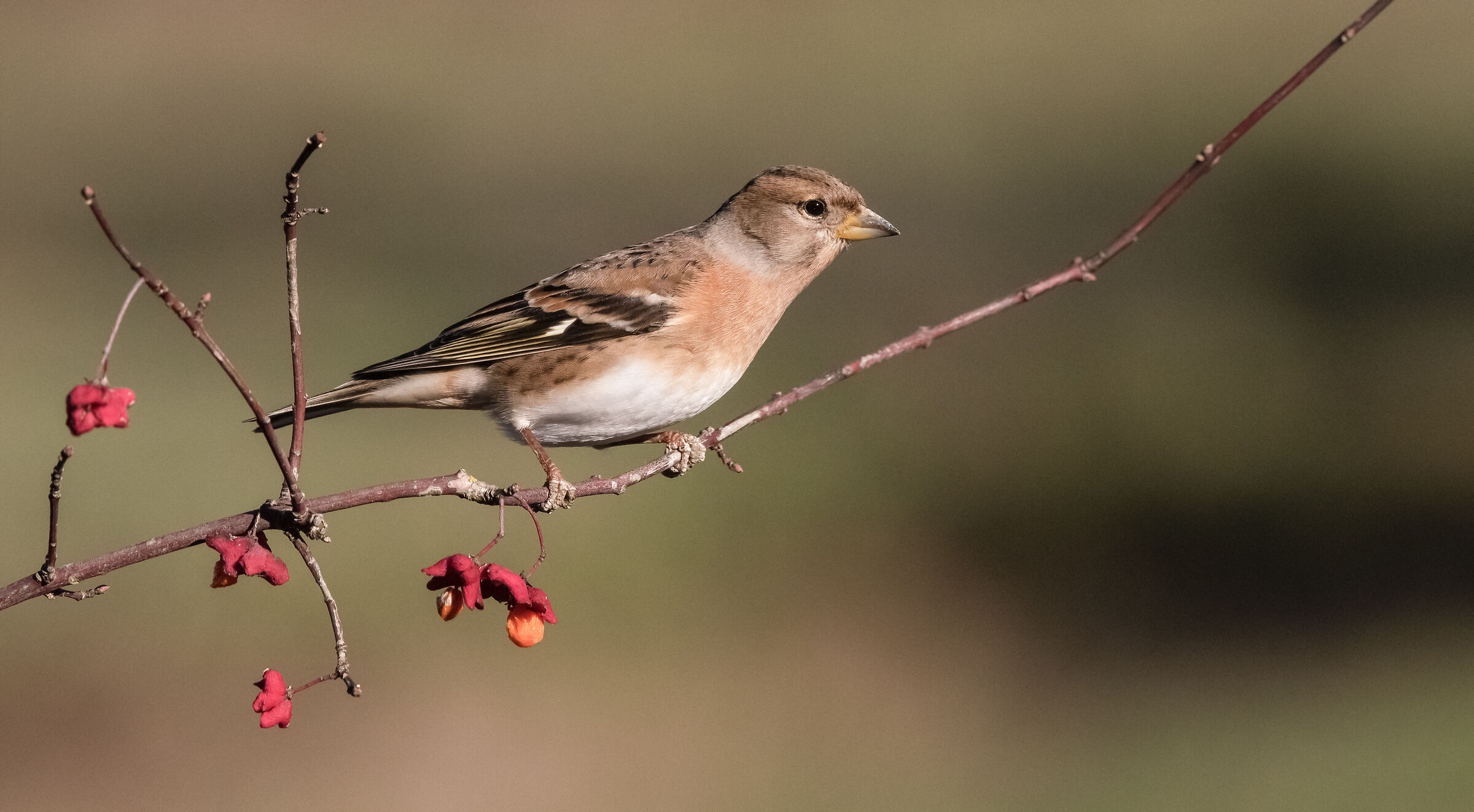 brambling