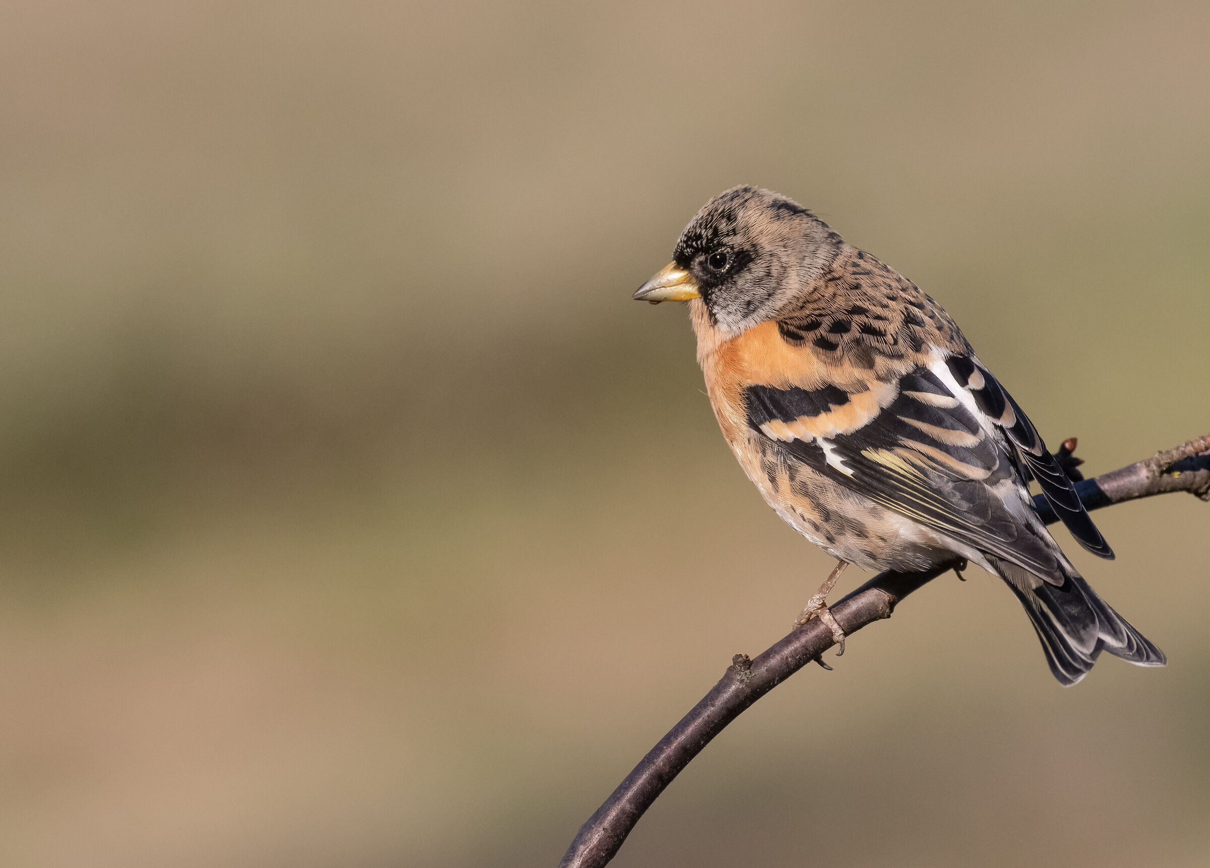 brambling