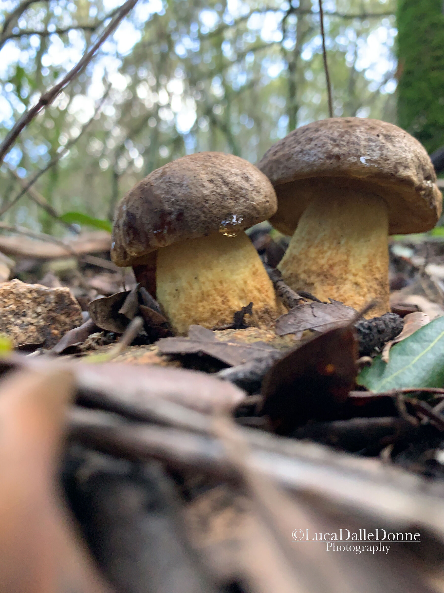 A ride in the woods