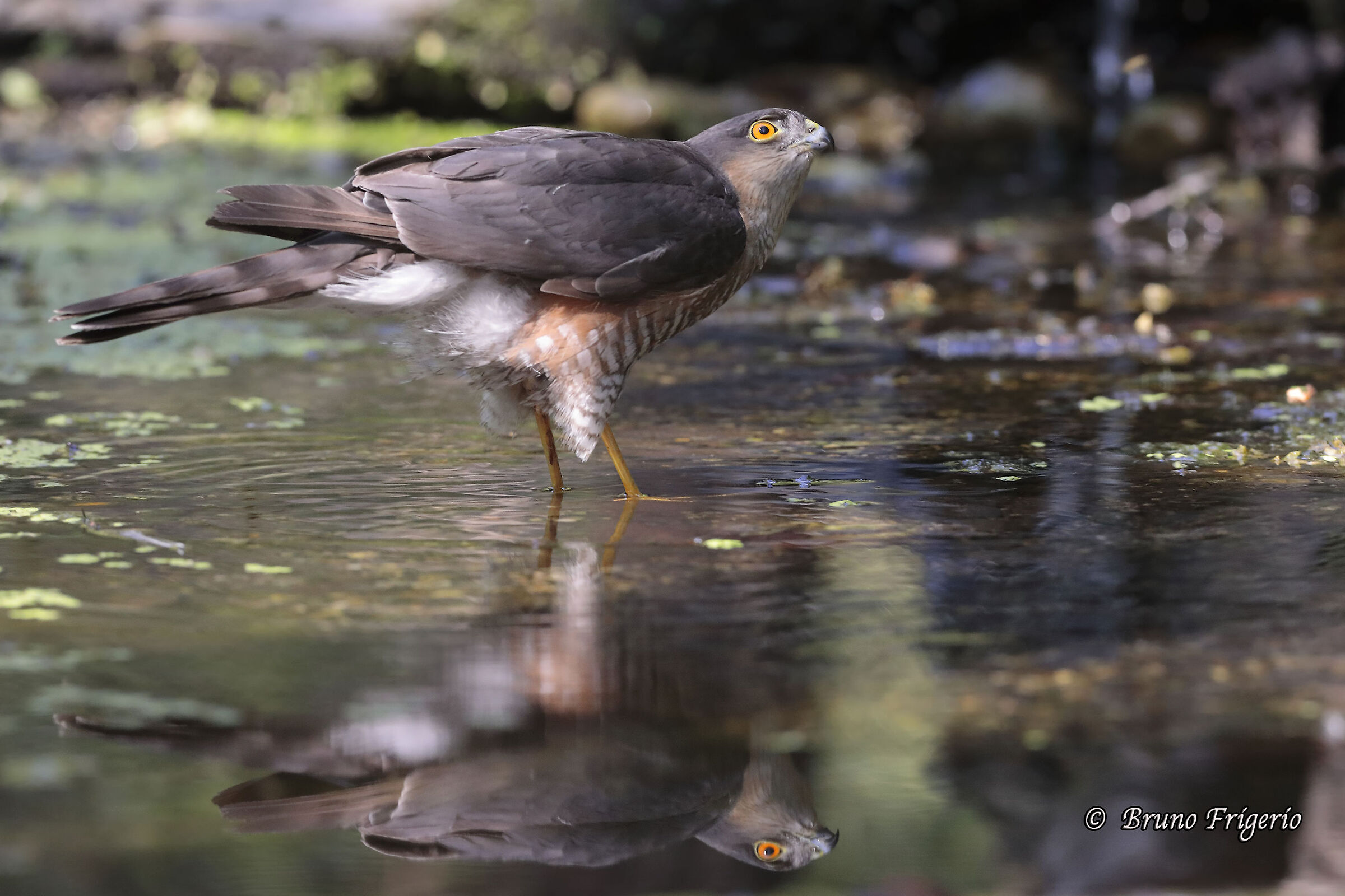 SPARROWHAWK