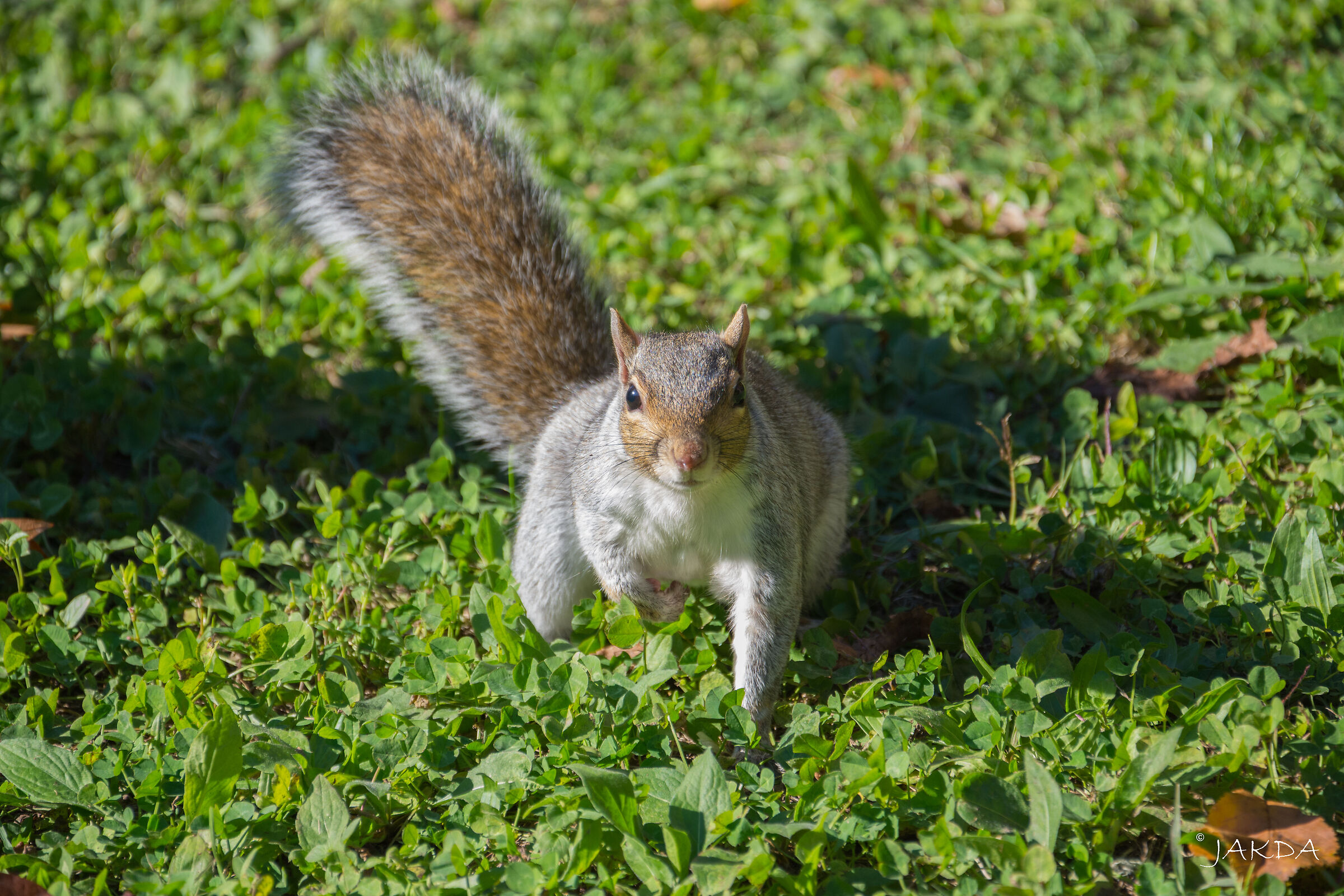 Squirrel
