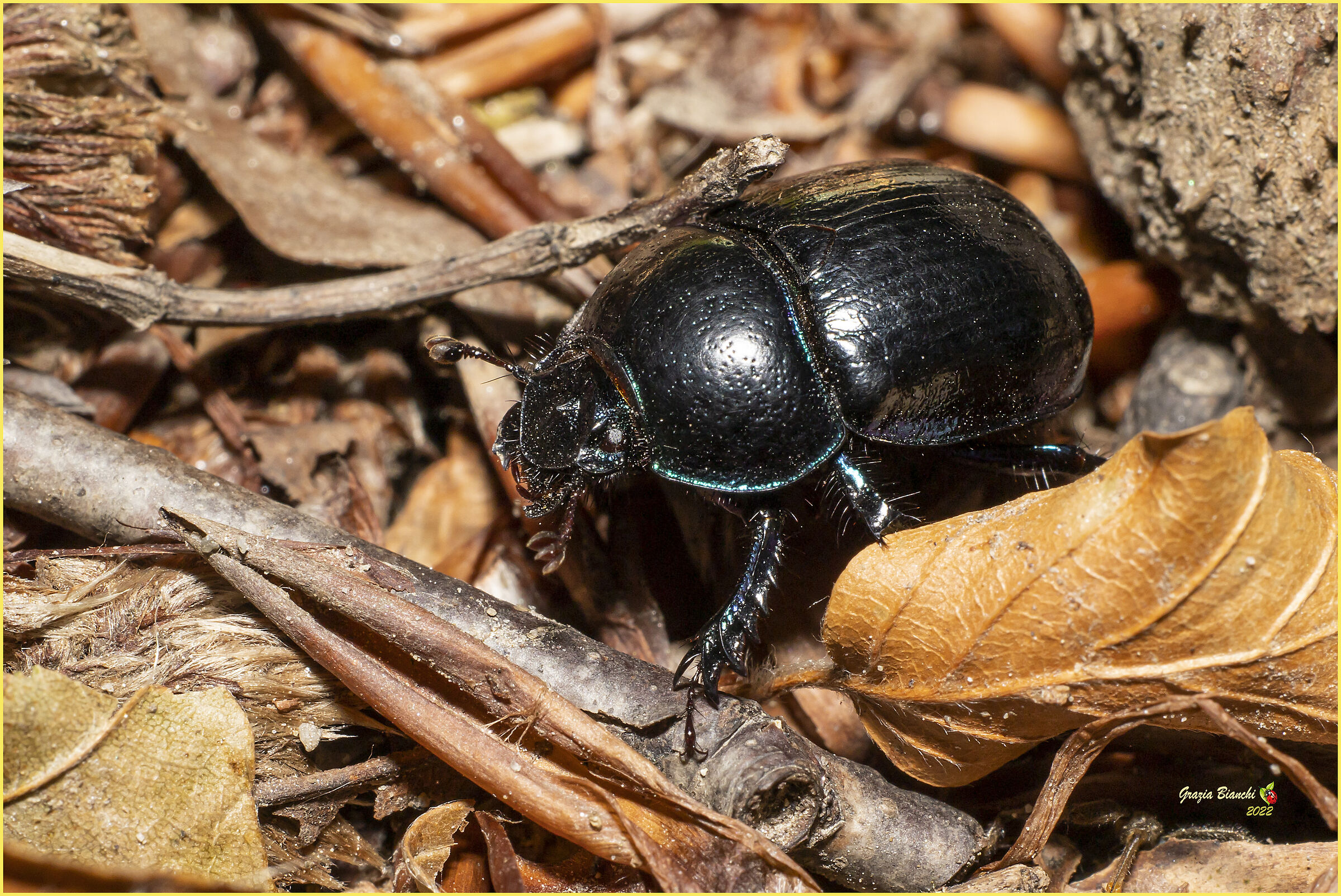 Scarabeo stercorario - Coleoptera Scarabeidae