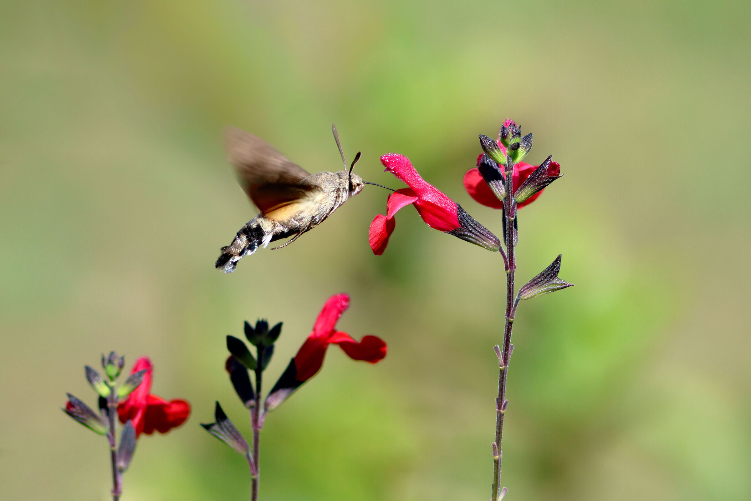 Macroglossum stellatarum
