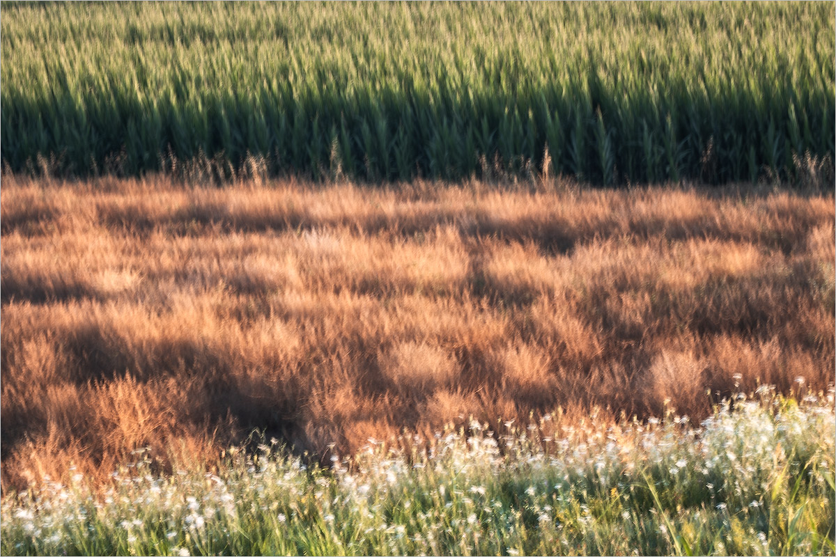 Summerfield Impressions