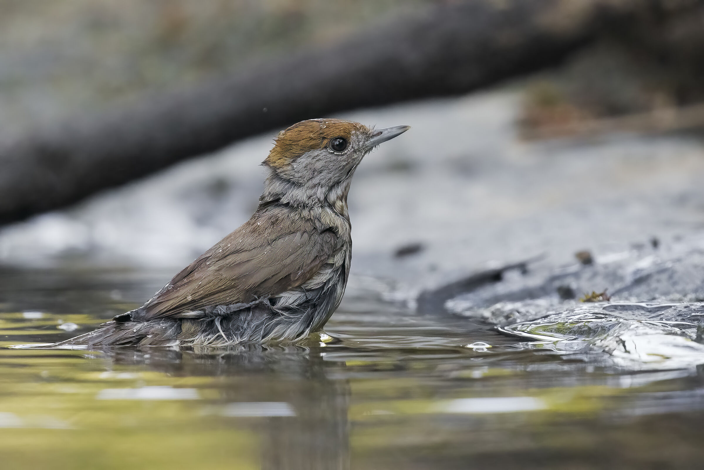 scatto di Maurizio Catti