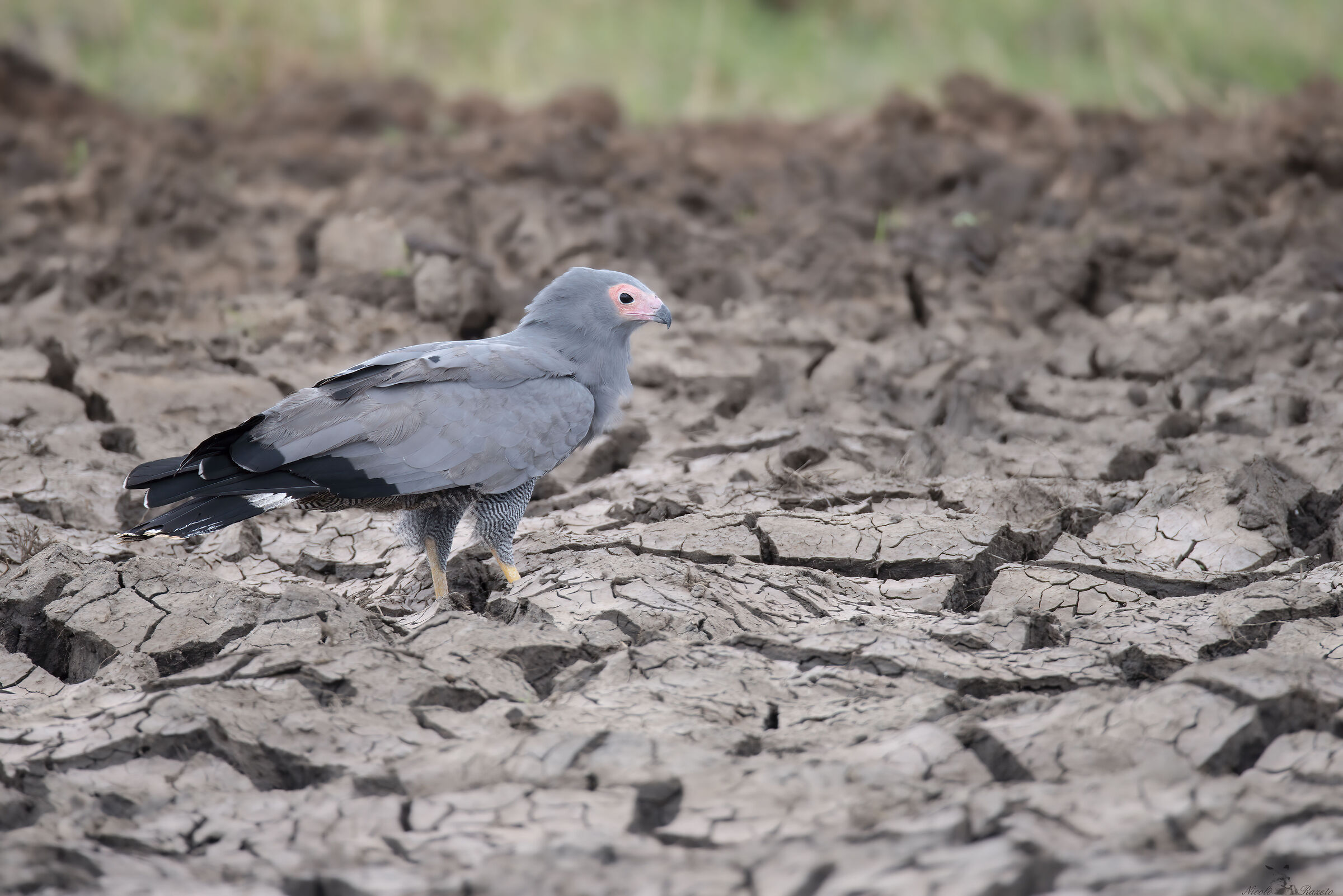 Sparrowhawk snake