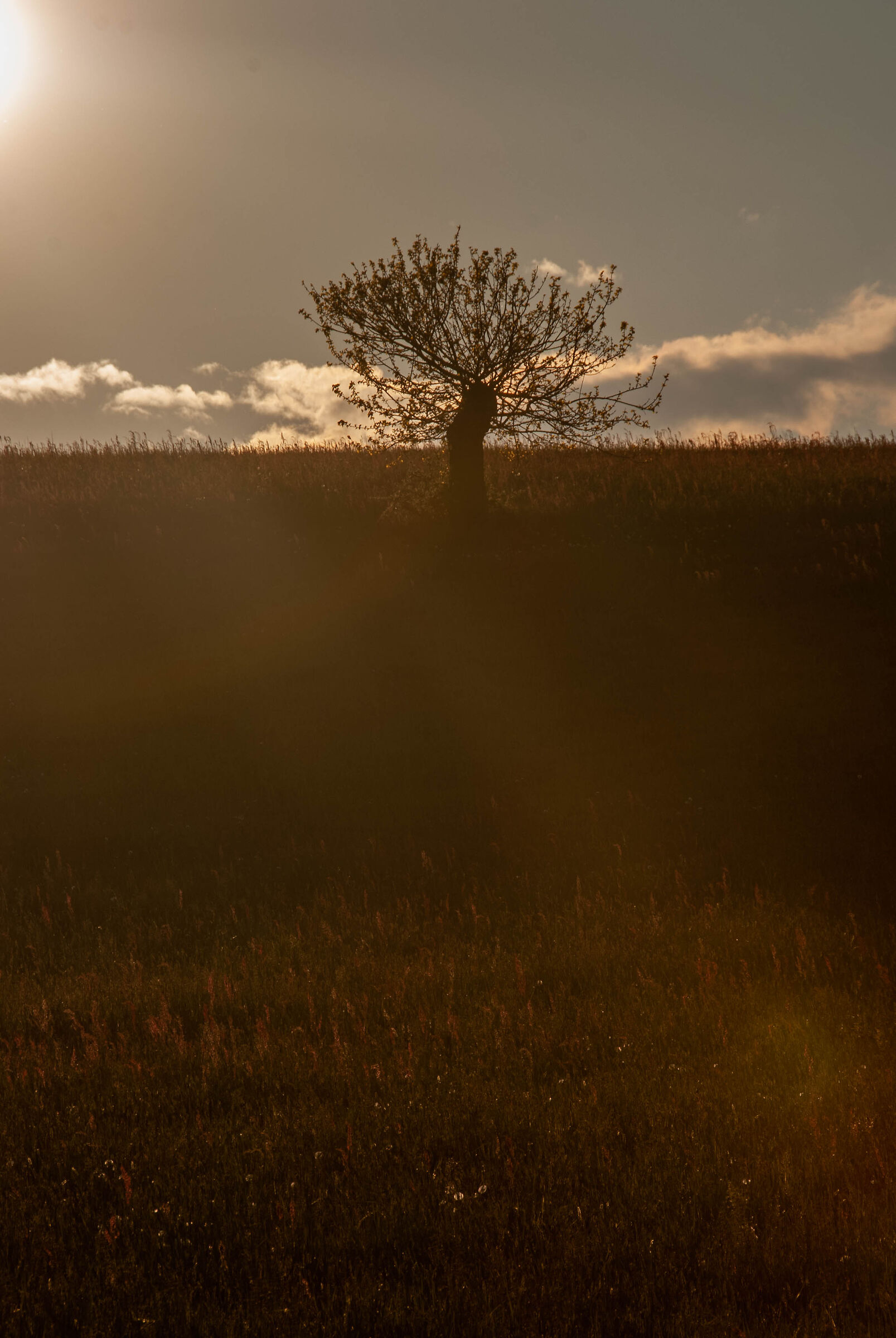 Solitary tree