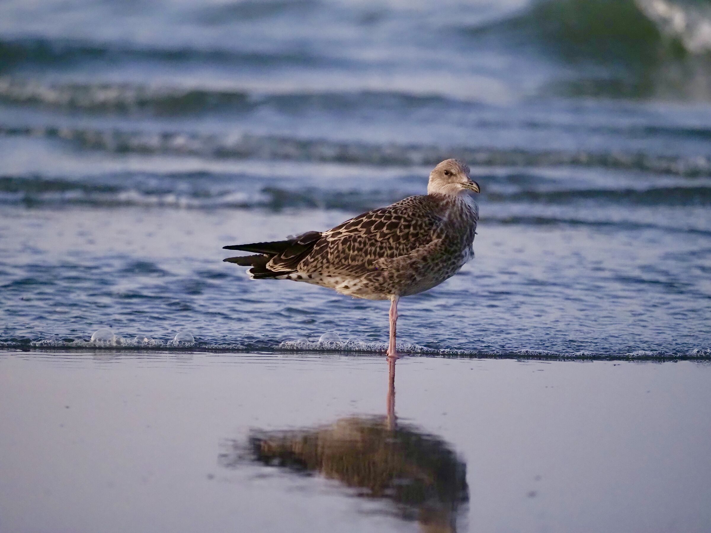 Larus Argentatus