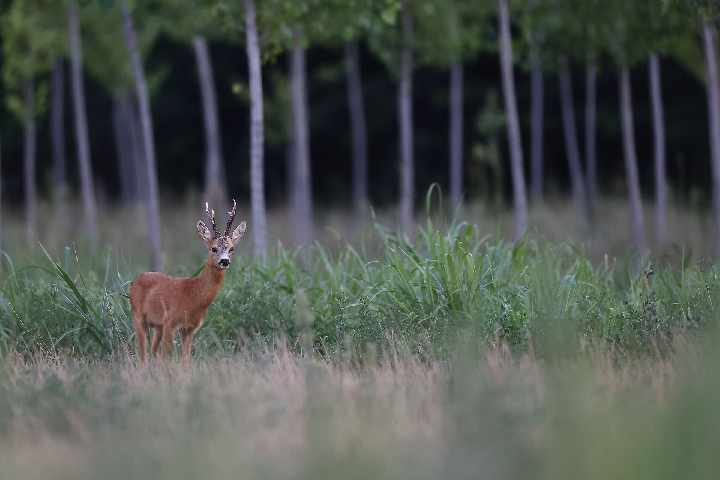 Roebuck