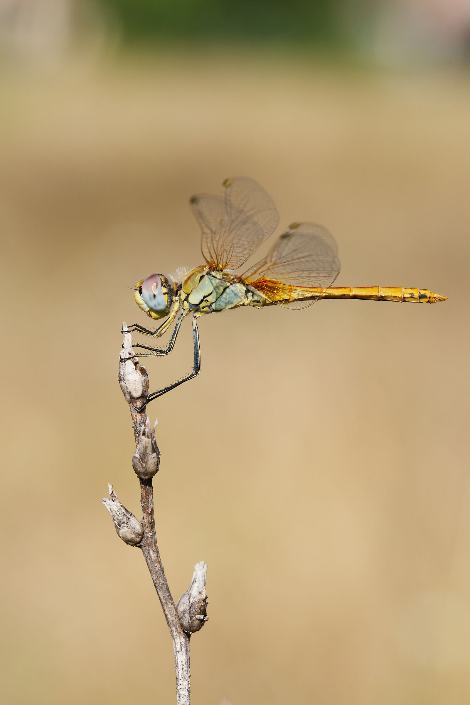 Sympetrum fonscolombii