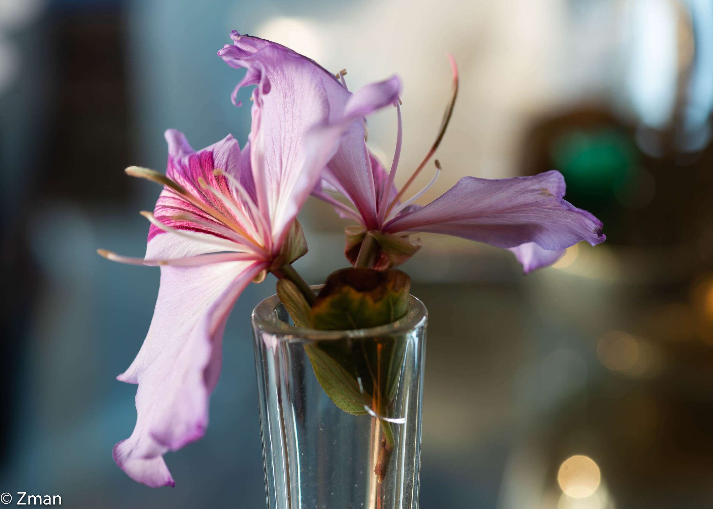 Fiore rosa in un vaso