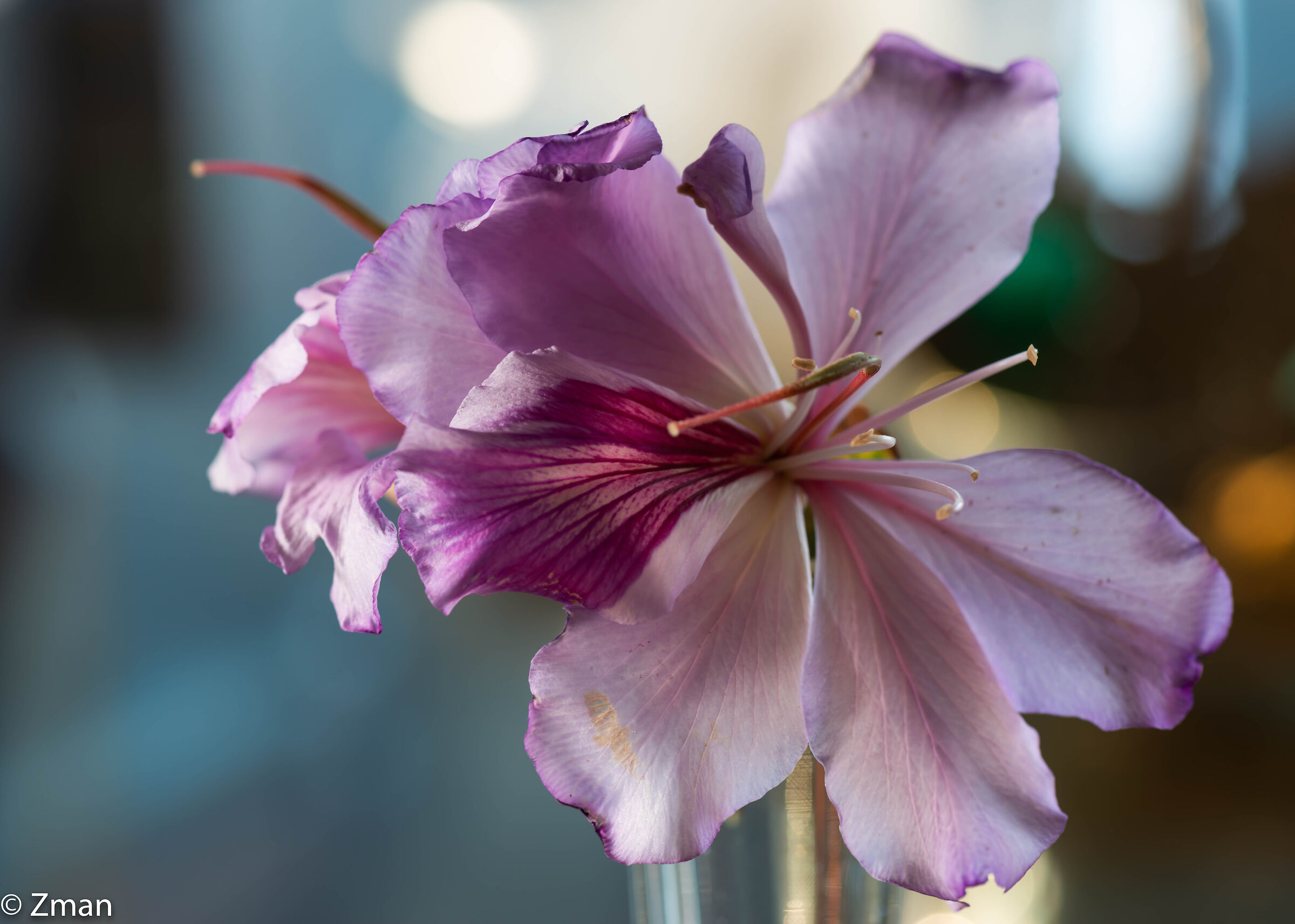 Fiore rosa in un vaso