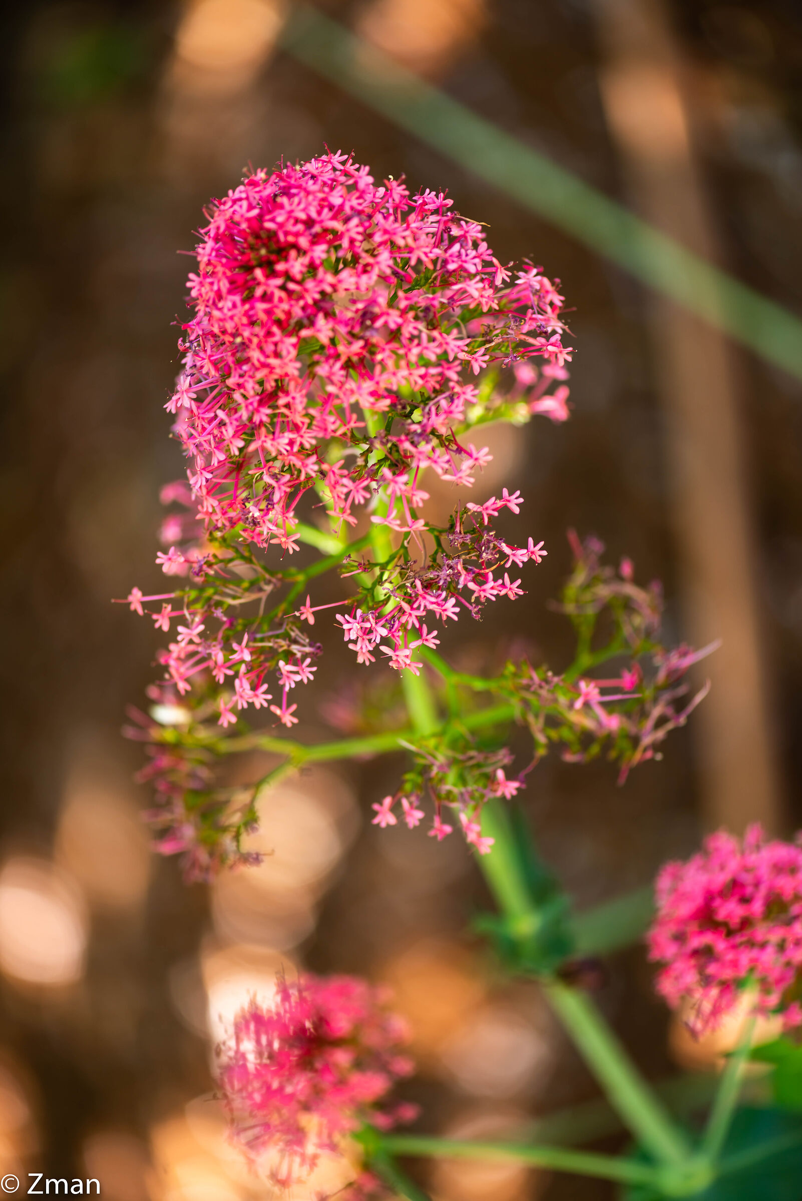 Fiore di valeriana rossa