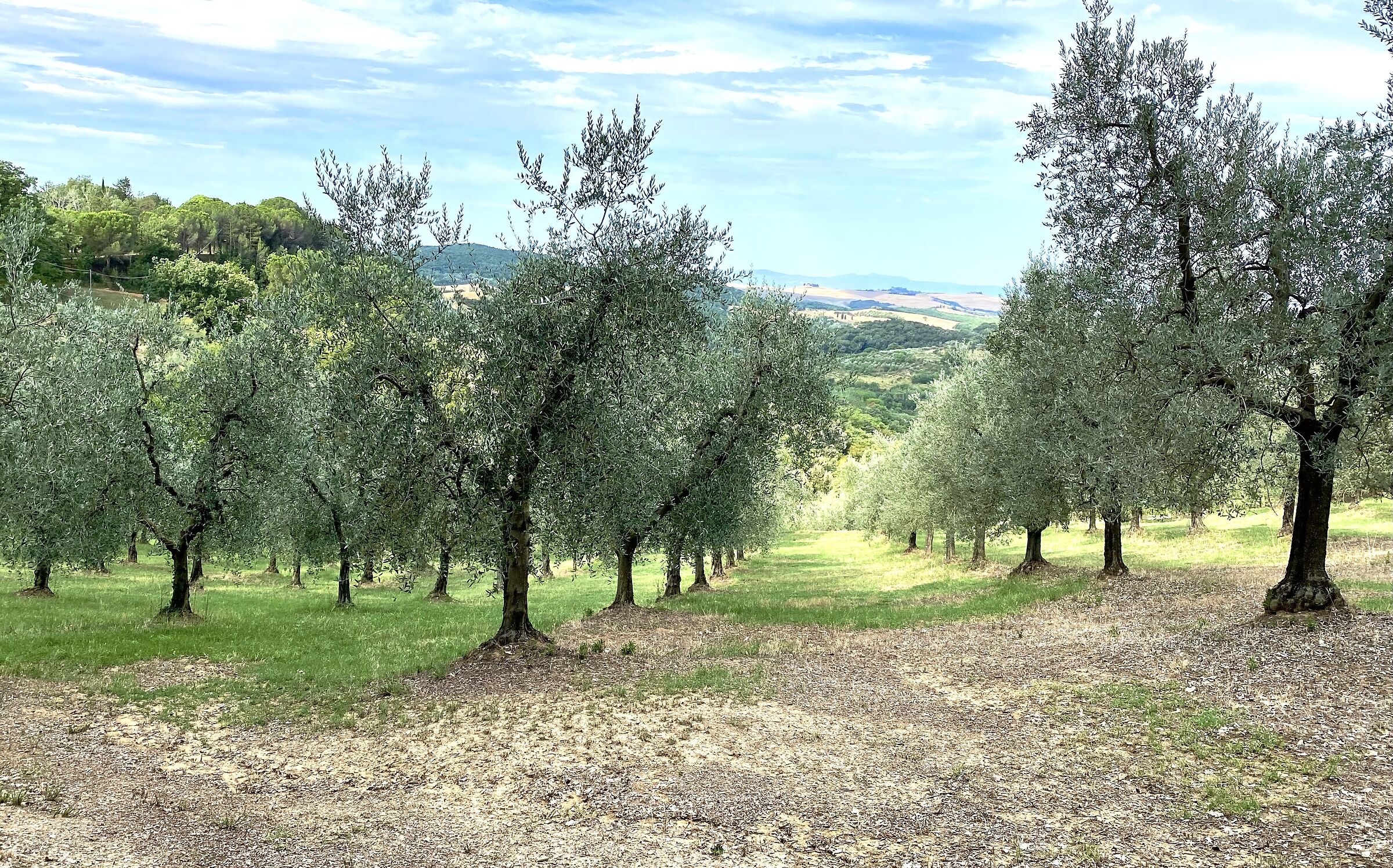 Among the olive trees