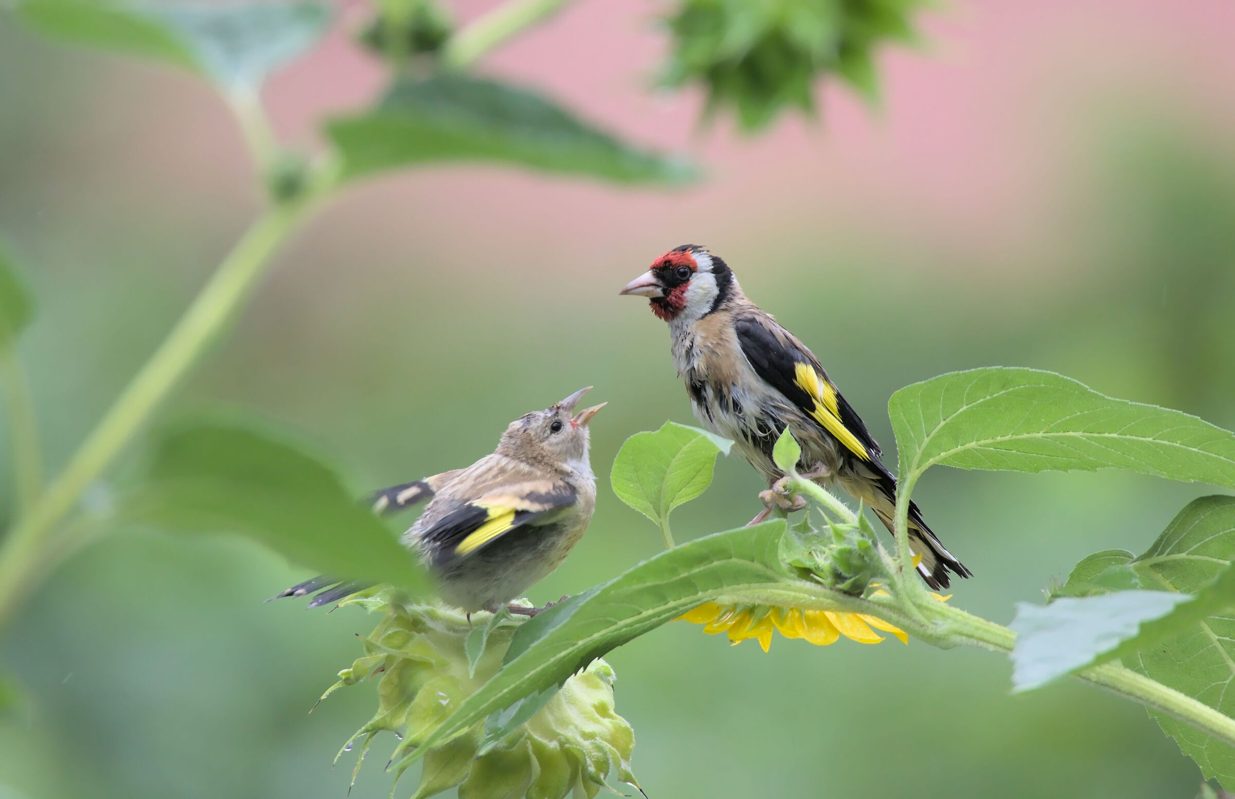 Adult and young goldfinch in the rain