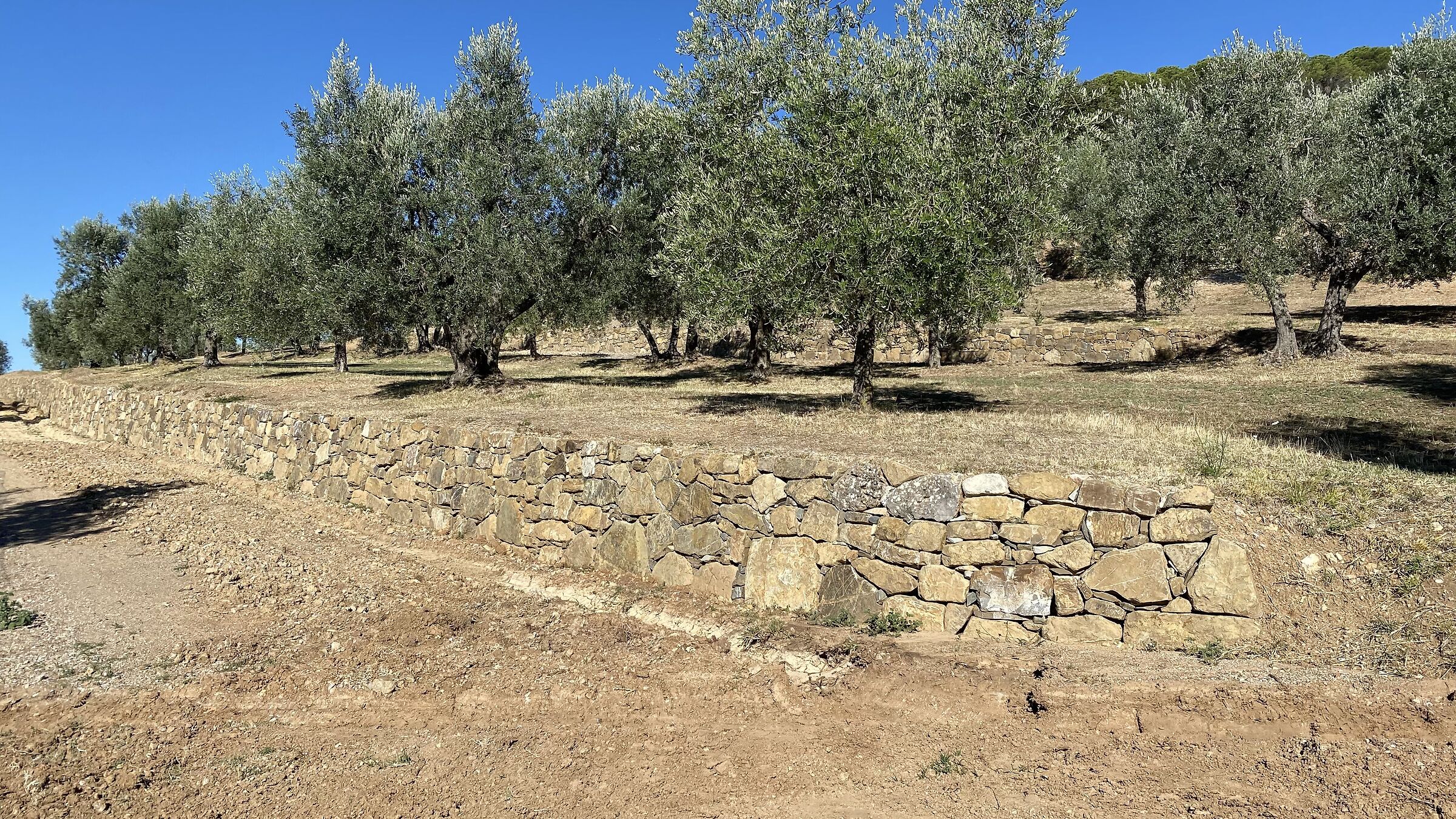 Olive trees and walls