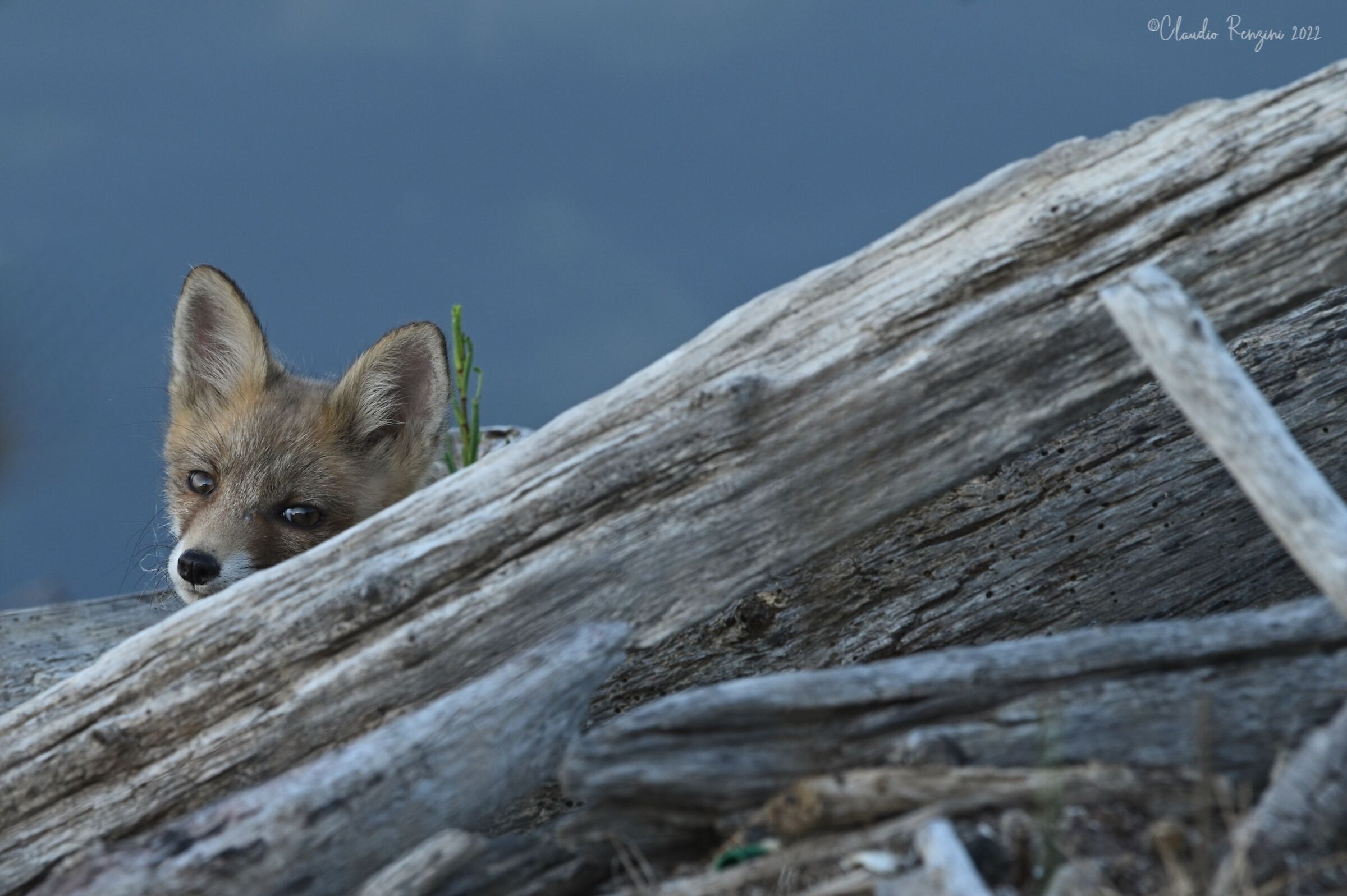 to hide and seek....