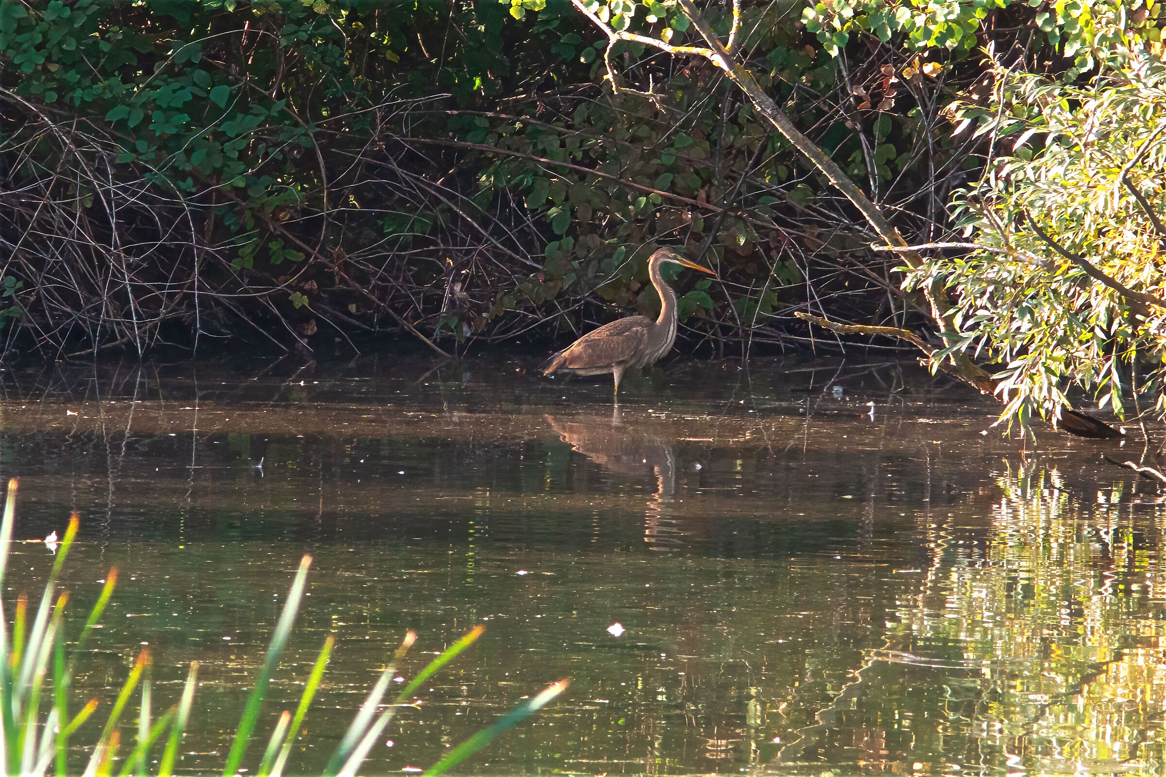 purple heron