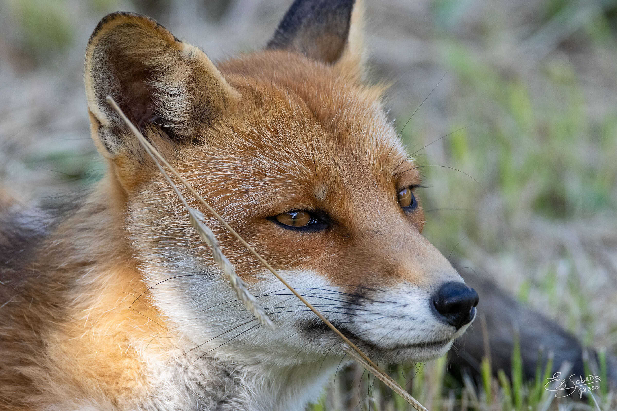 Fox
