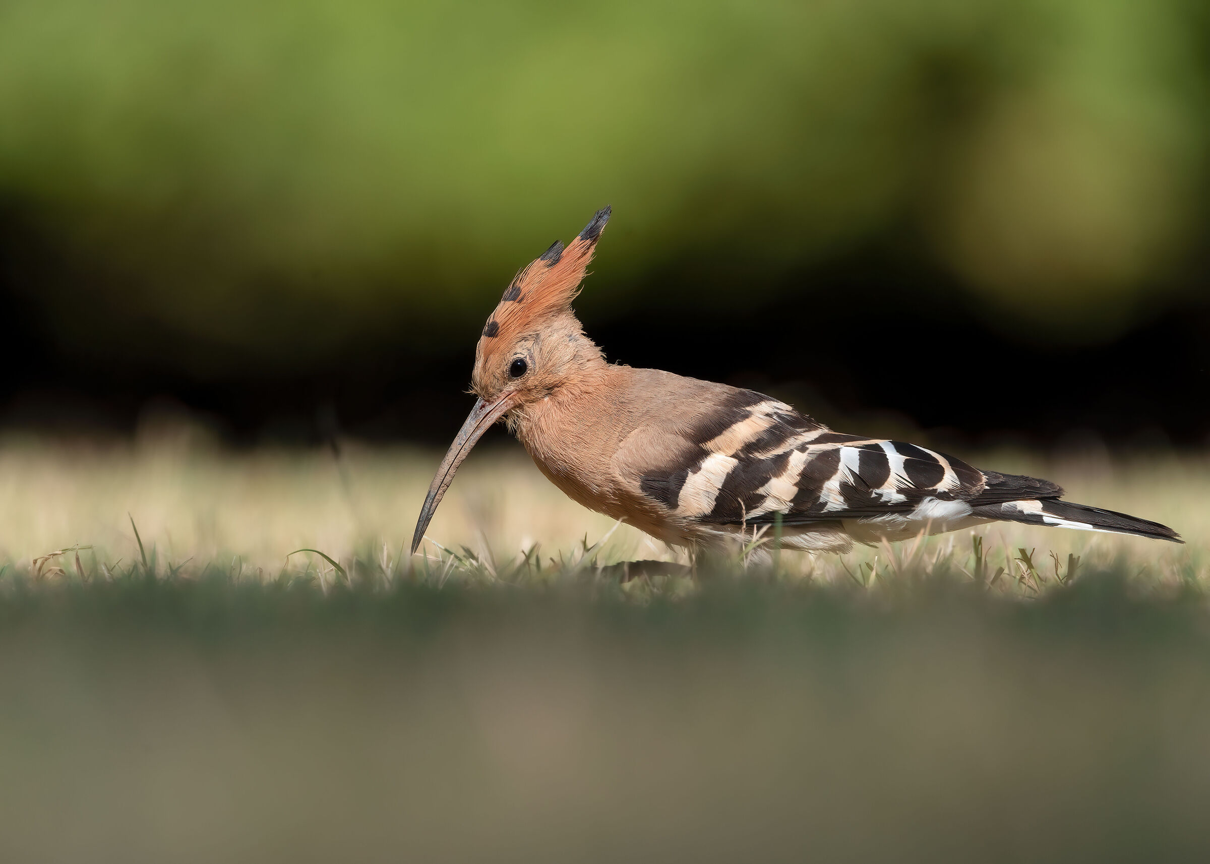 Hoopoe
