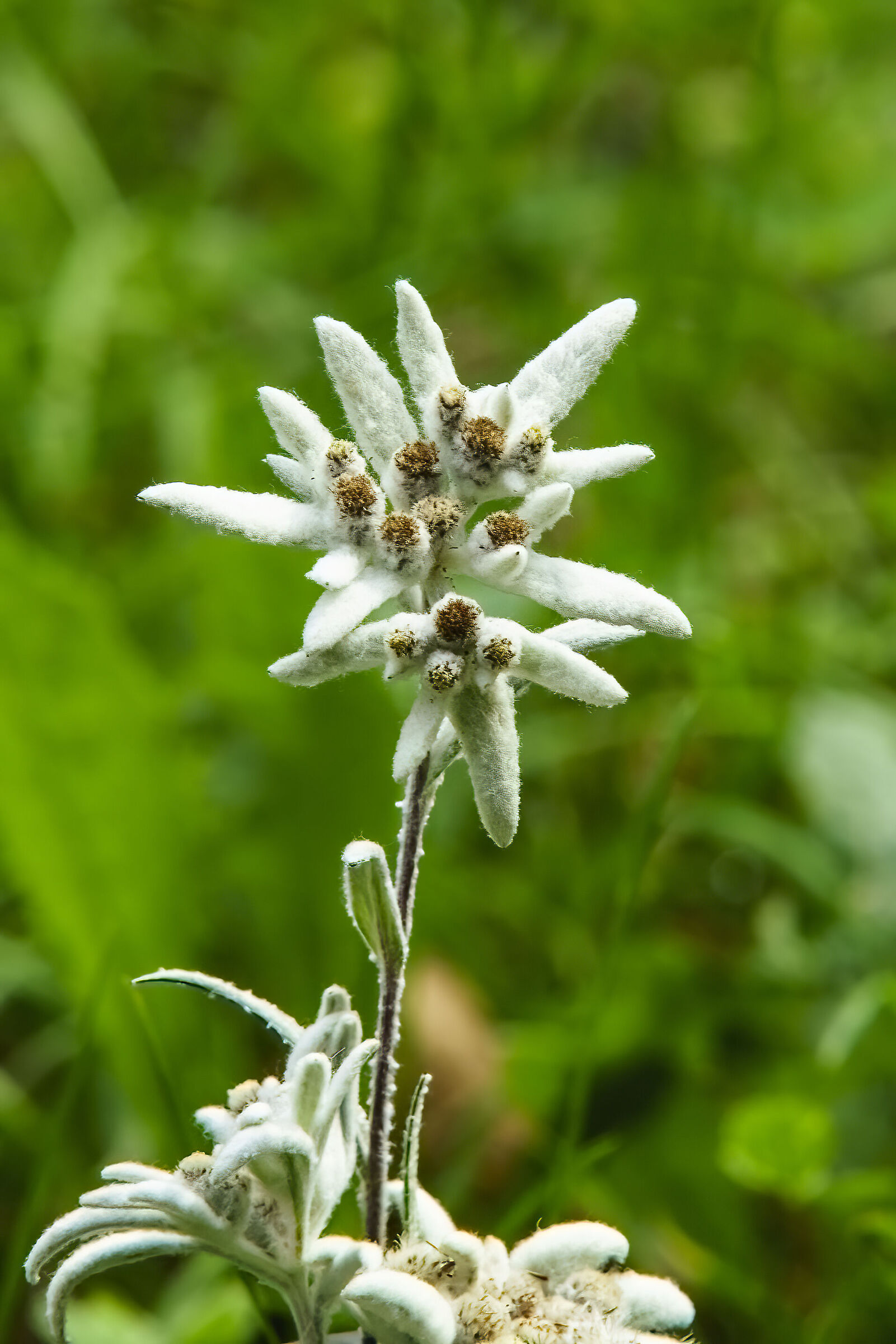 Edelweiss