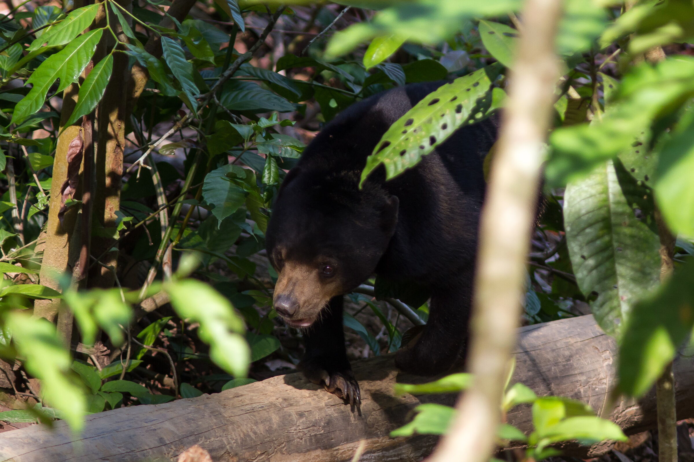 The Malaysian bear