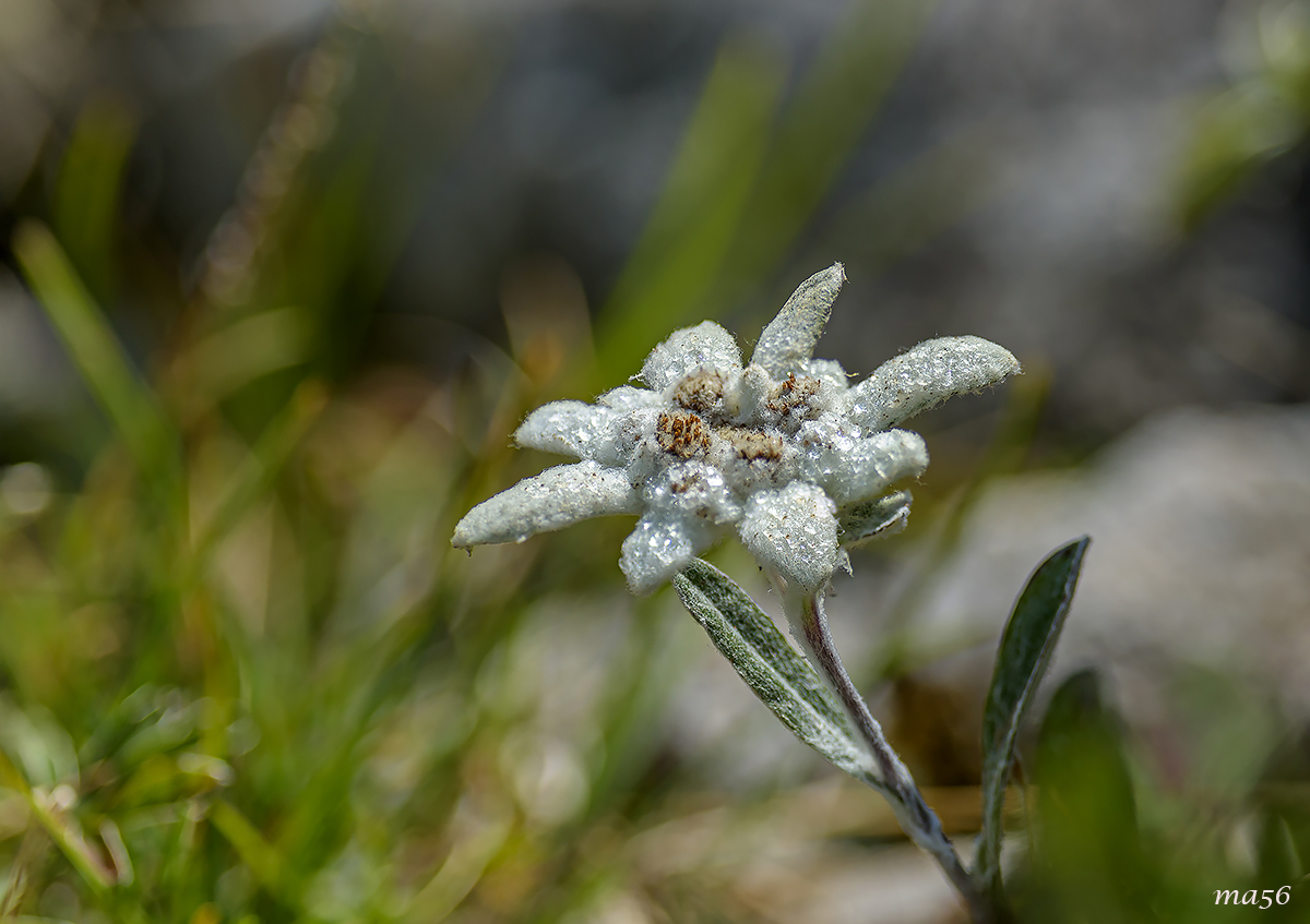 Edelweiss