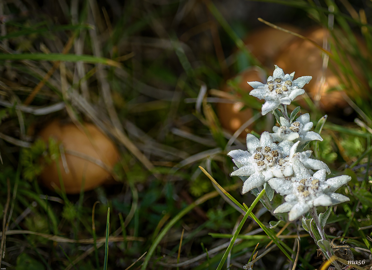 Edelweiss