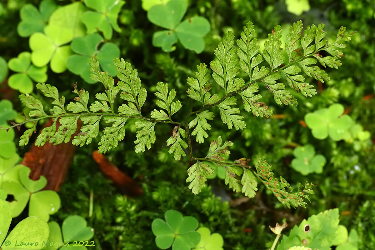 Cystopteris sudetica