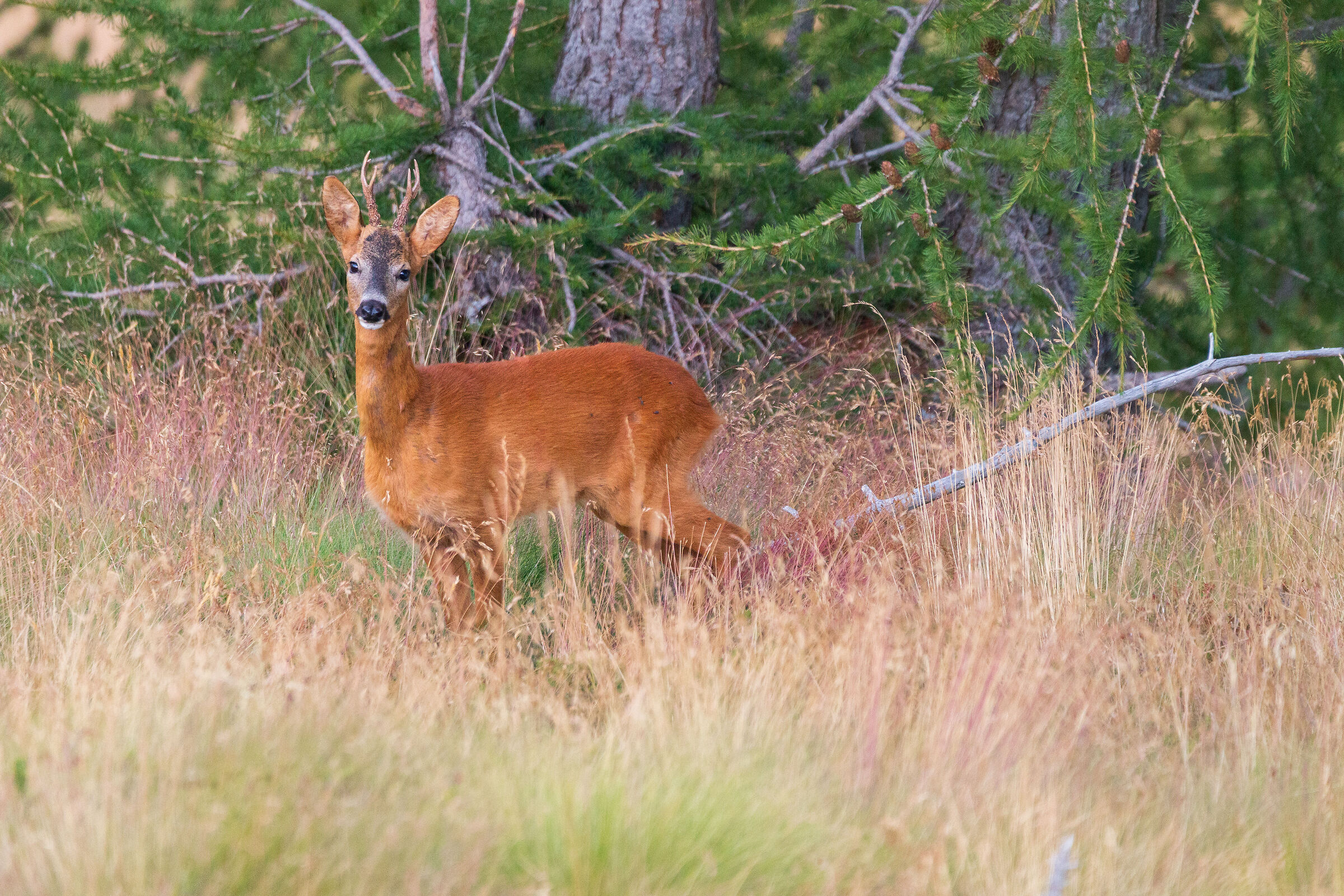 Young roe deer