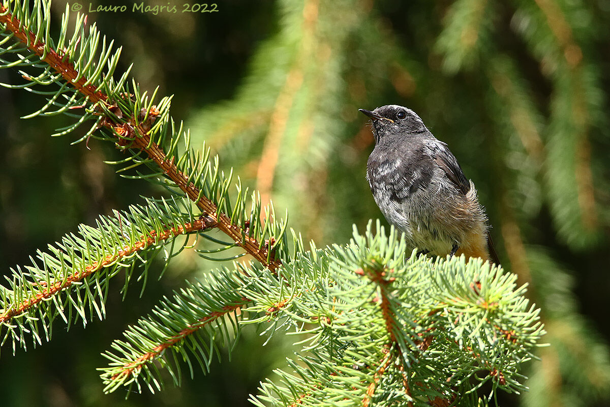 Codirosso di profilo (m)