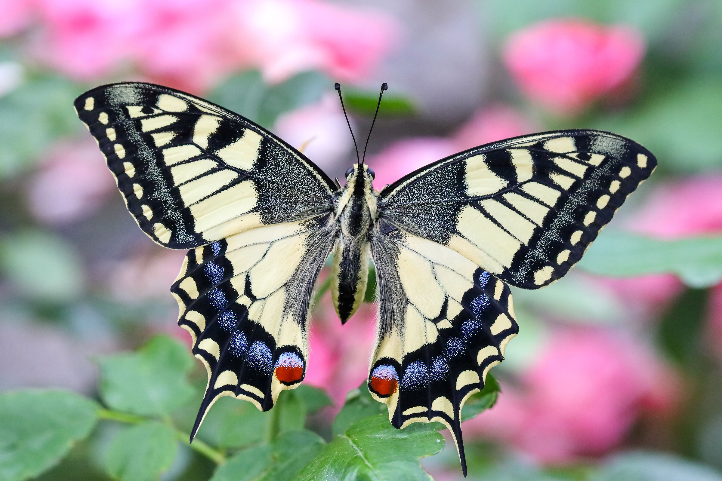 Swallowtail