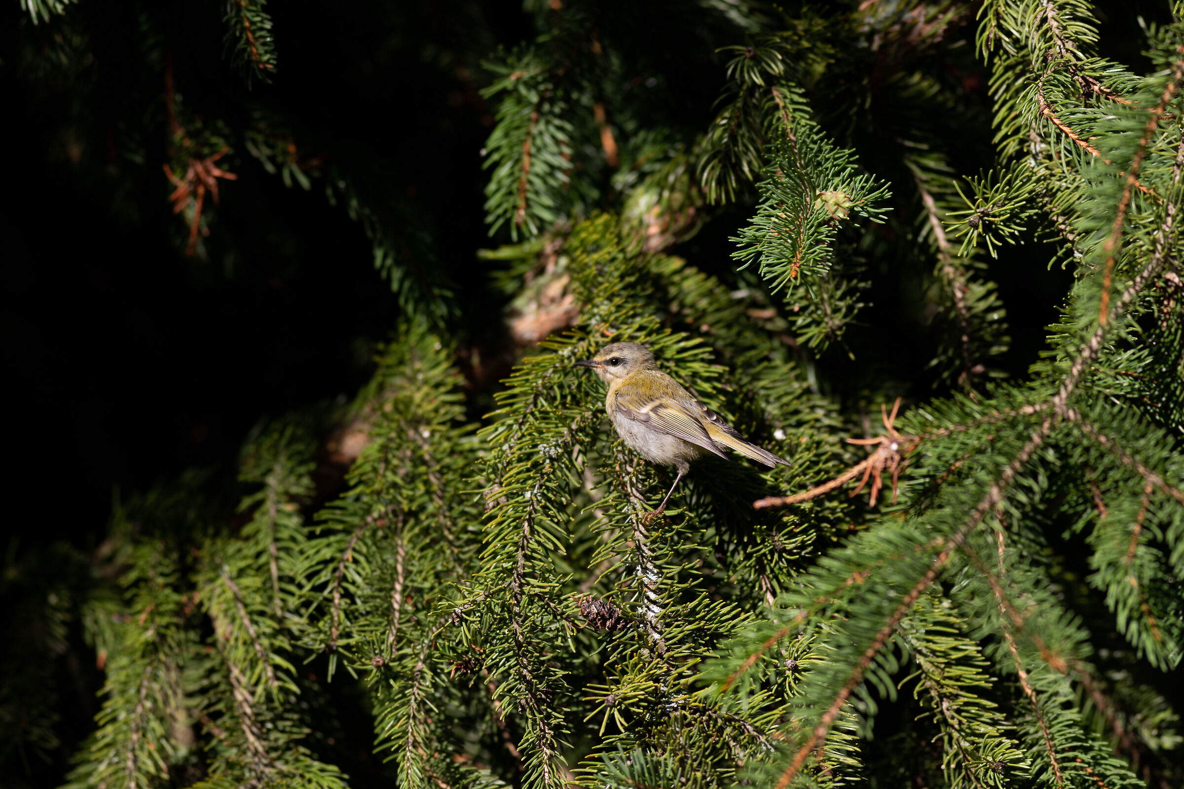 Passeriforme misterioso 1