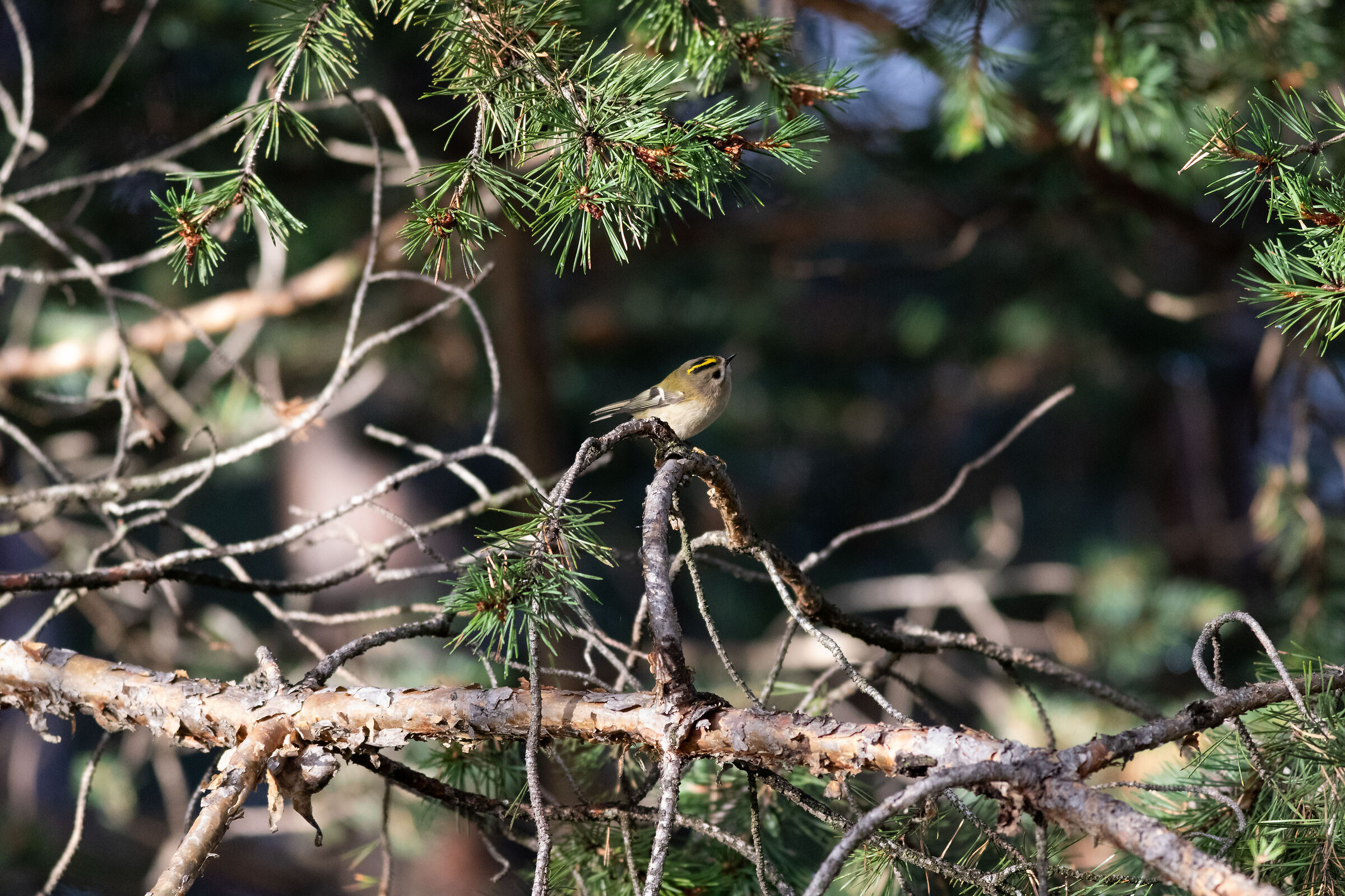Altro passeriforme misterioso