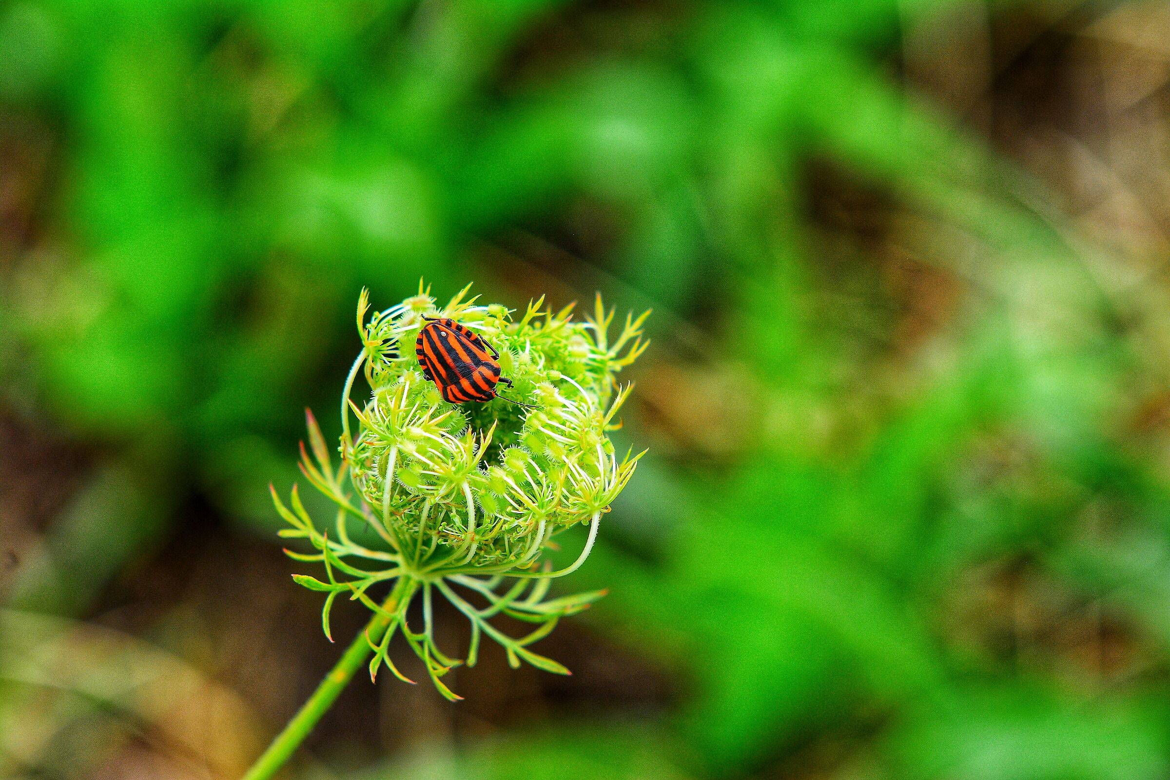 Red-and-black bed bug
