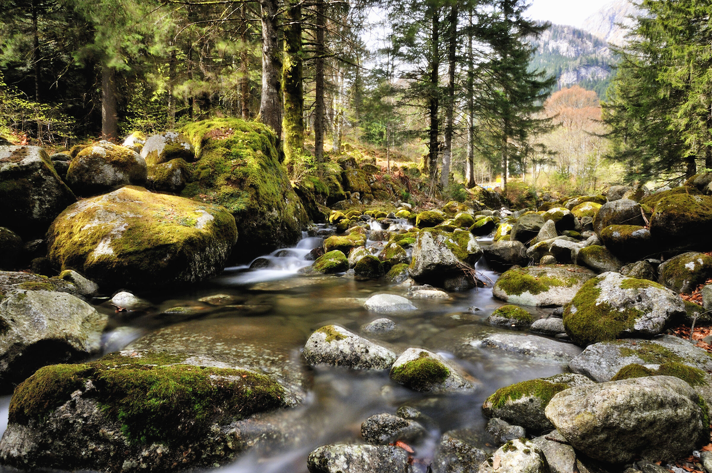 Bosco della Val Masino
