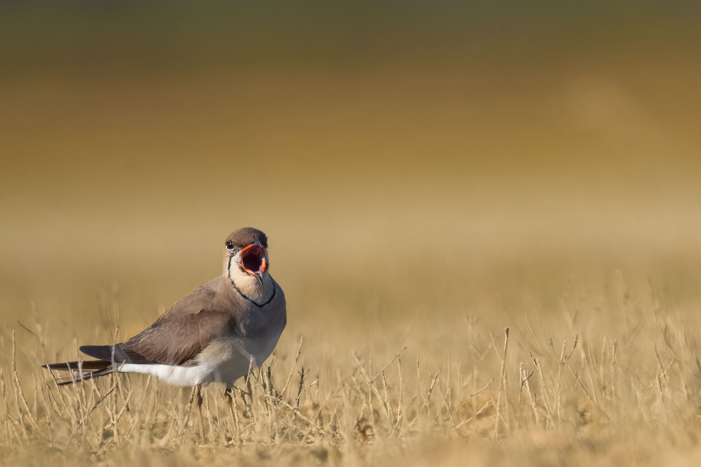 The partridge in the steppe