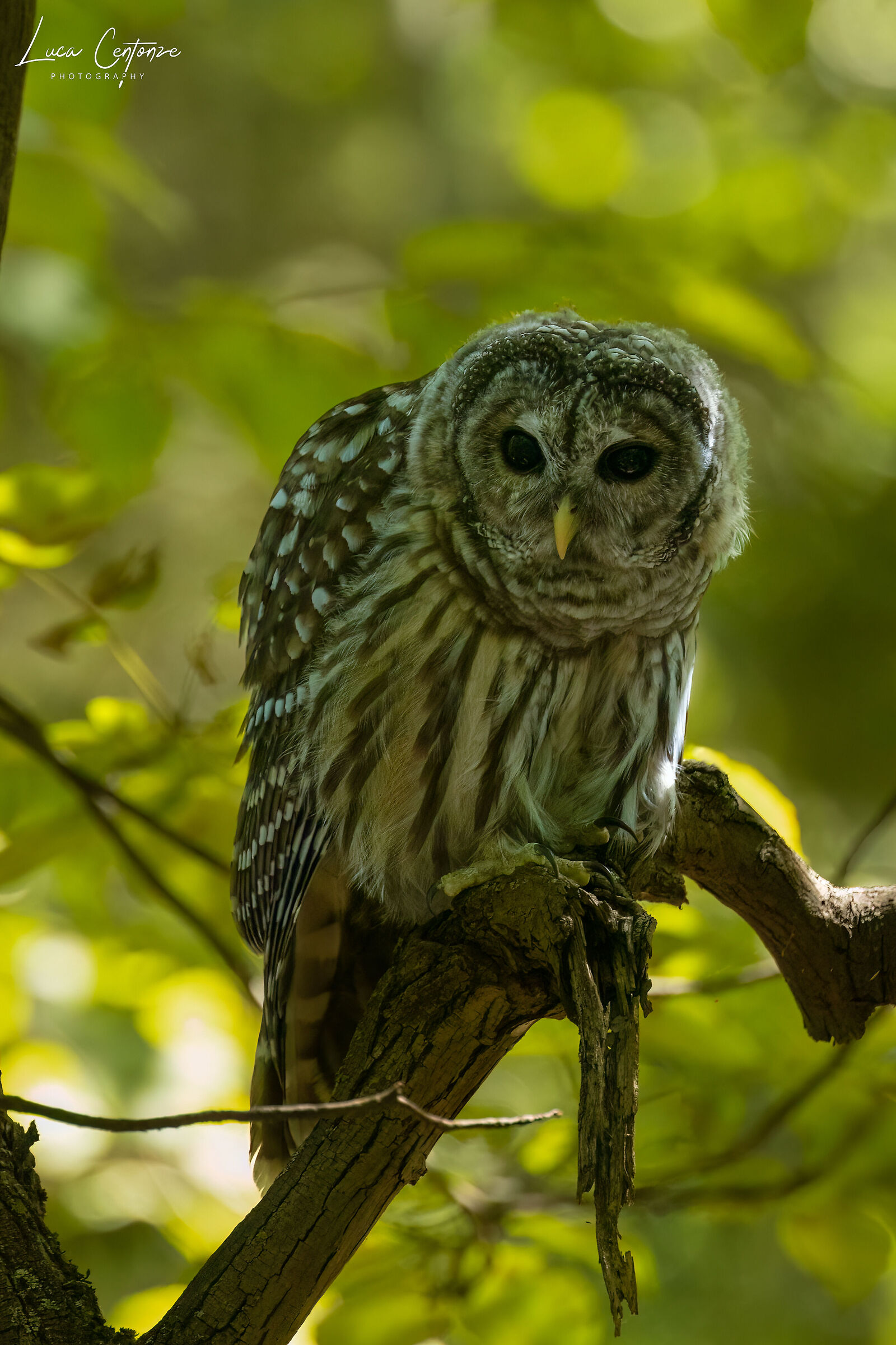 Barred Owl (Strix varia)