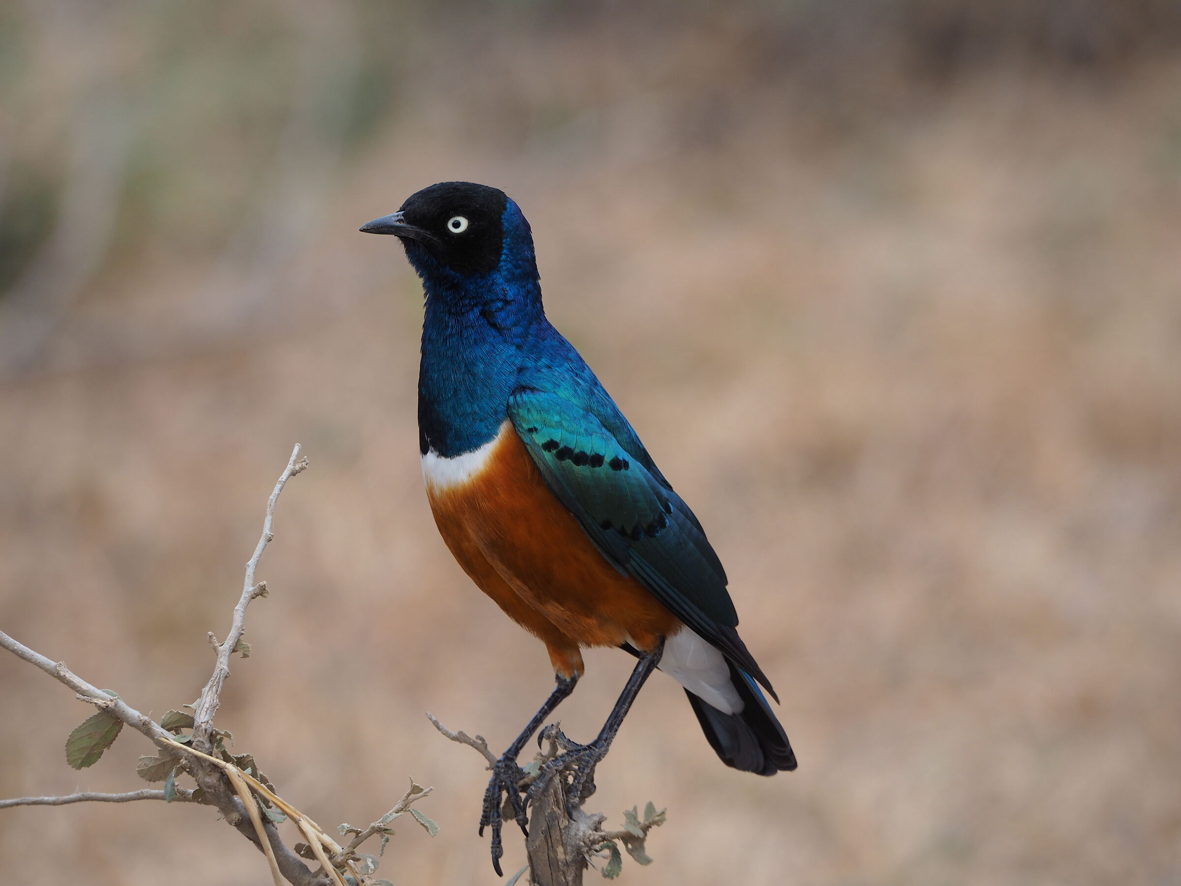 Colori