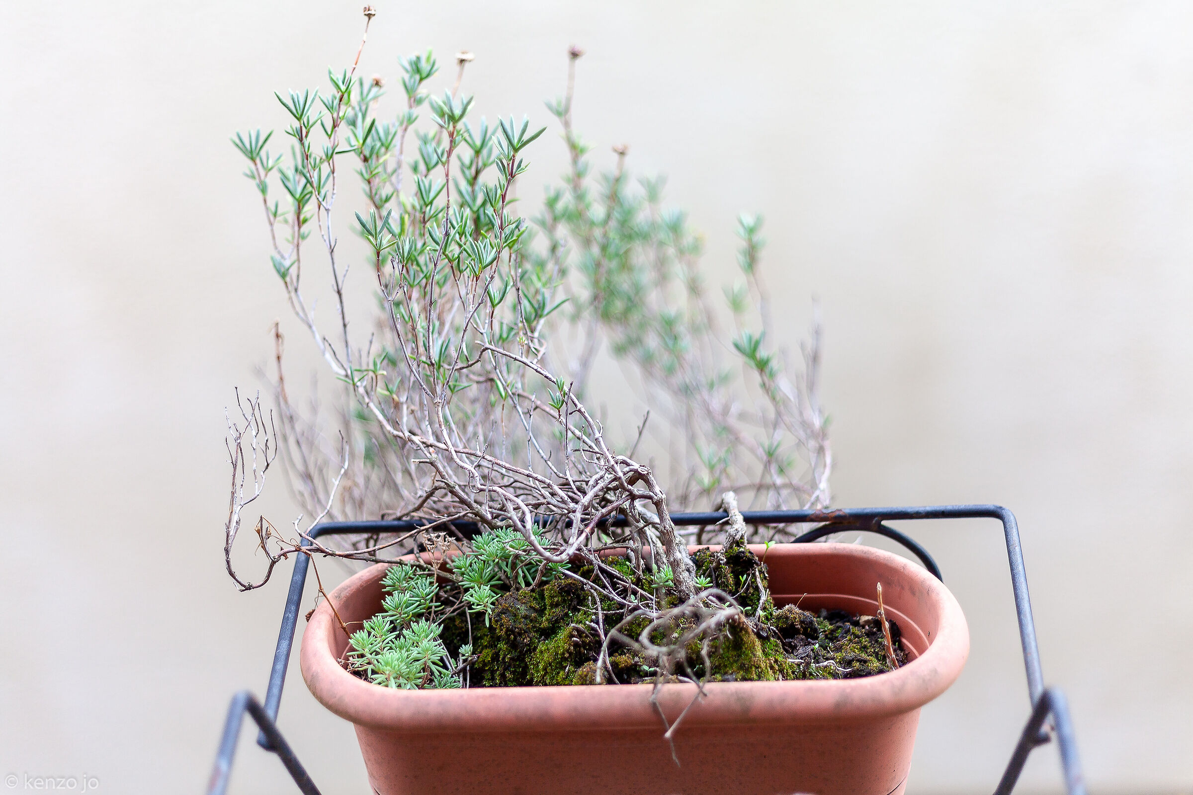 Bonsai alla finestra