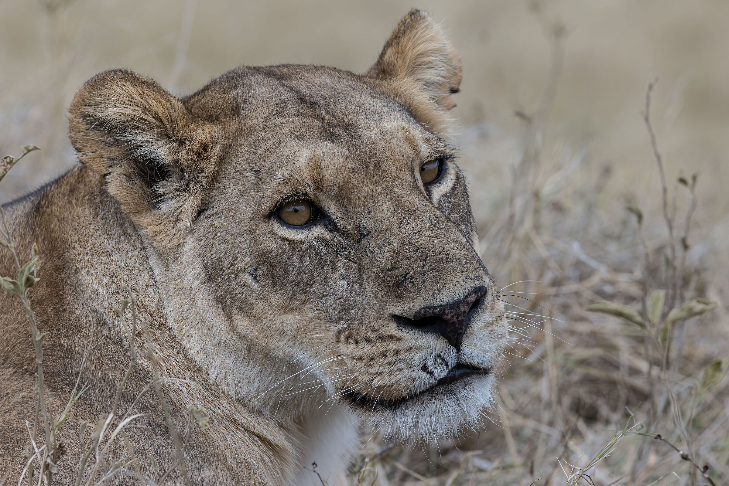 Moremi Game reserve  Leonessa