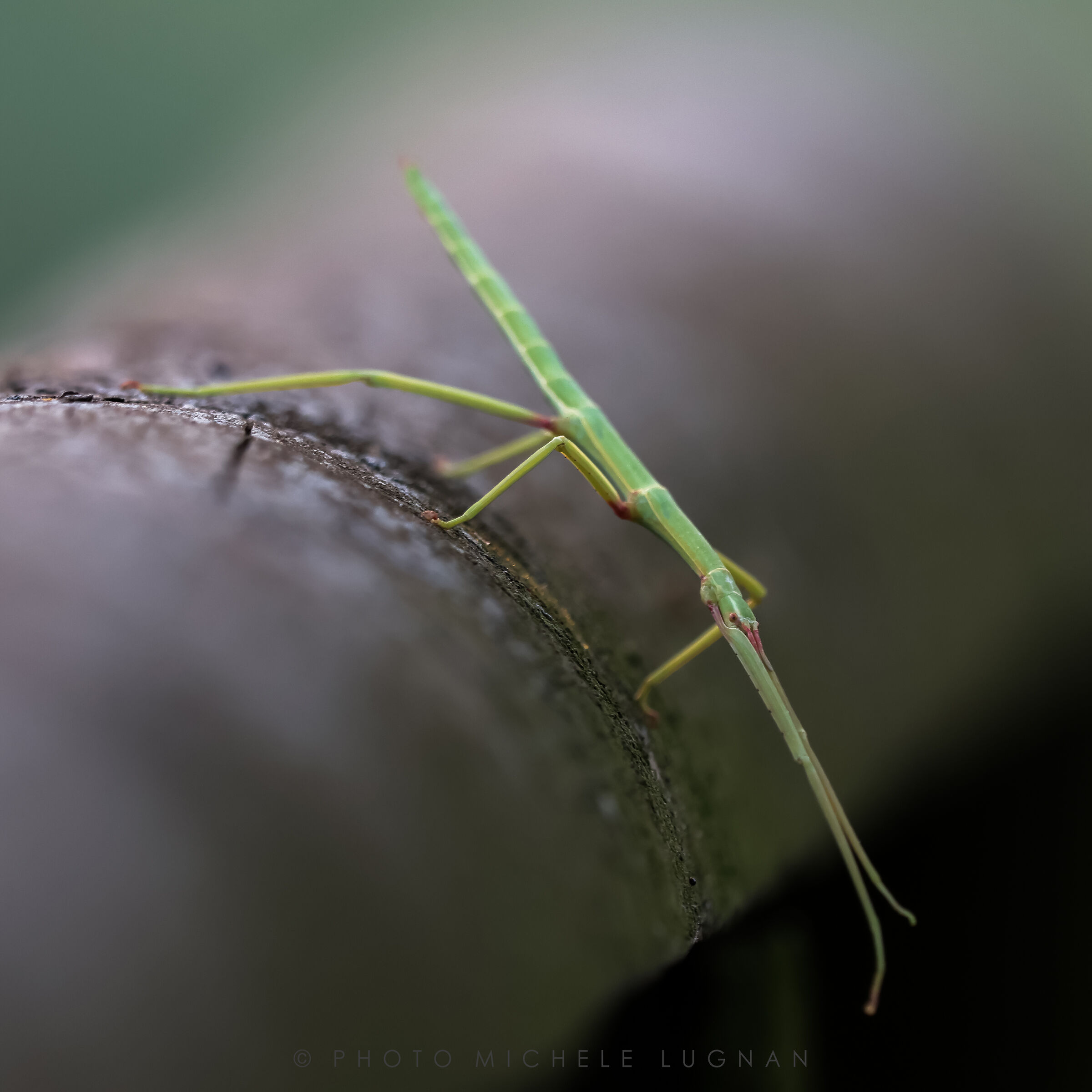 Bacillus rossius (volg.it. Stick insect)